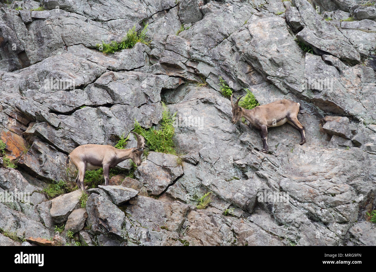 Stambecco (Capra ibex) camminando sulla scogliera rocciosa in Canada Foto Stock