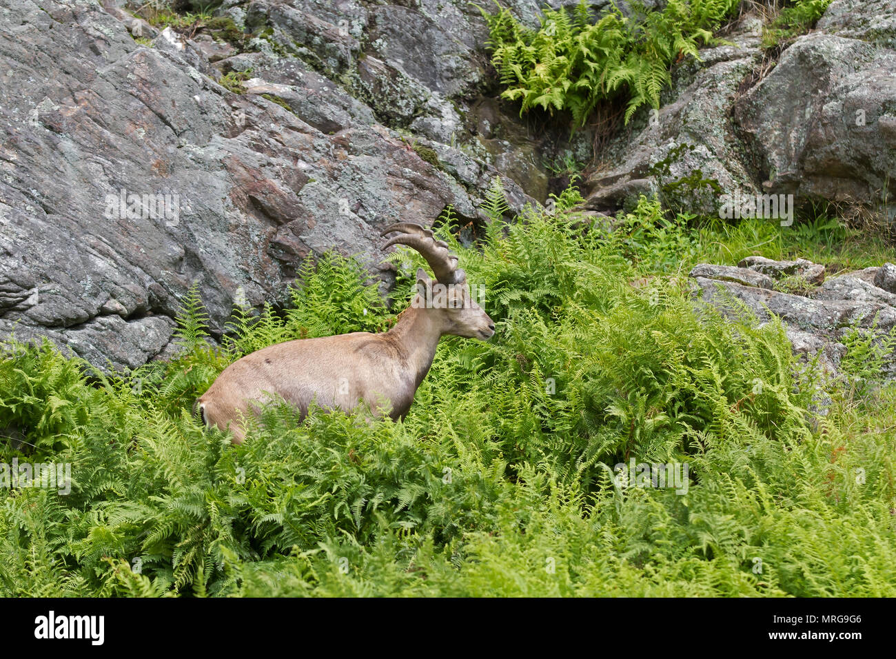 Stambecco (Capra ibex) camminando sulla scogliera di roccia Foto Stock