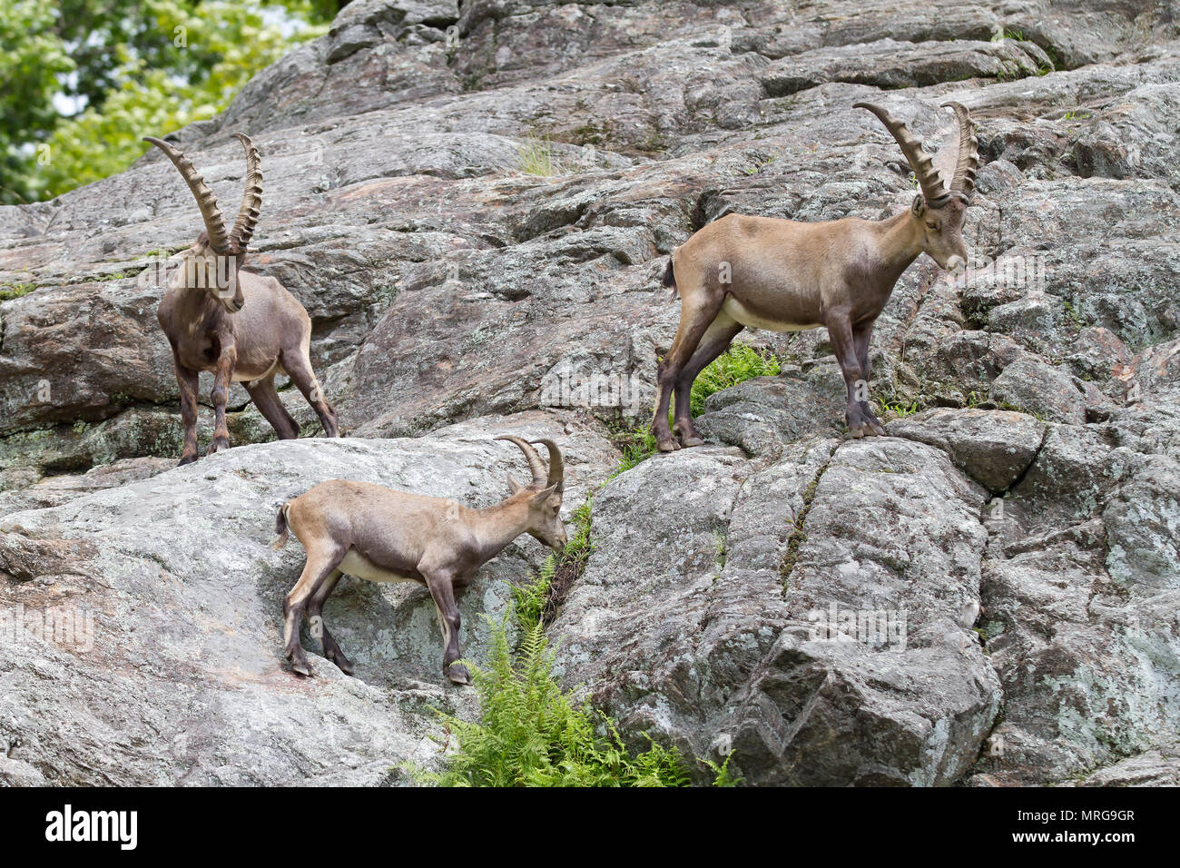 Stambecco (Capra ibex) camminando sulla scogliera rocciosa in Canada Foto Stock