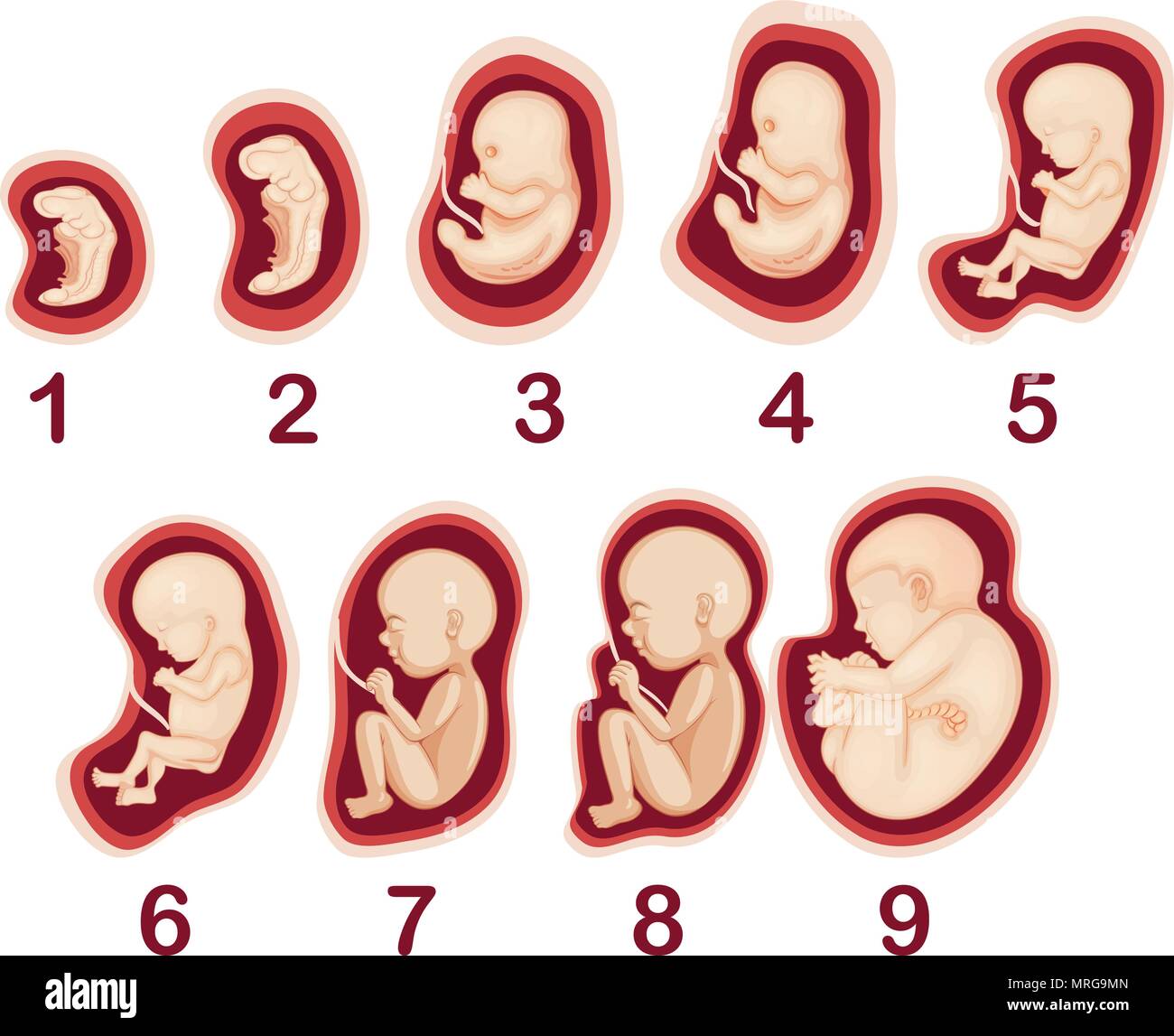 Un vettore di embrione umano illustrazione di sviluppo Illustrazione Vettoriale