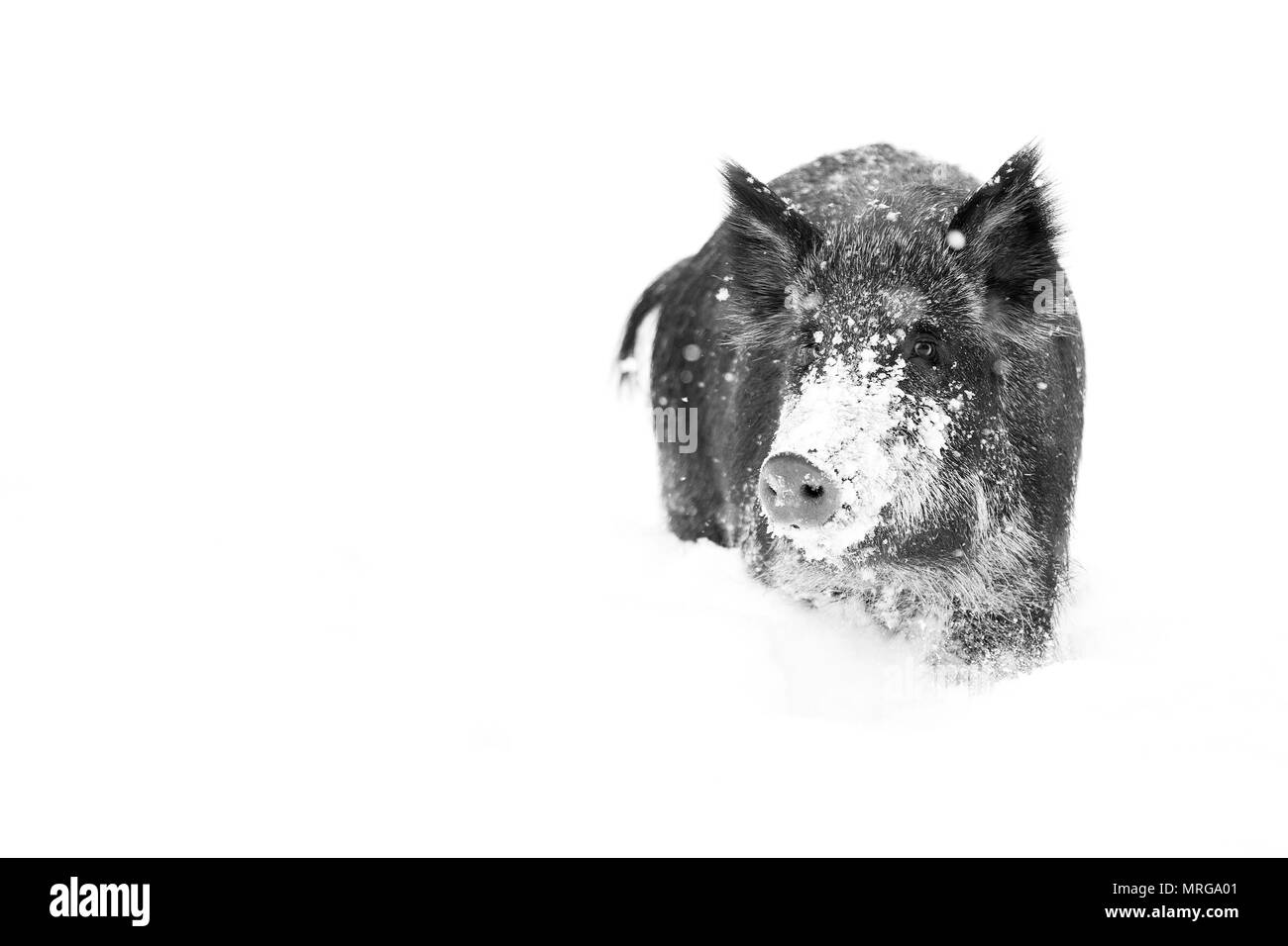 Cinghiale in piedi nella neve invernale in Canada Foto Stock