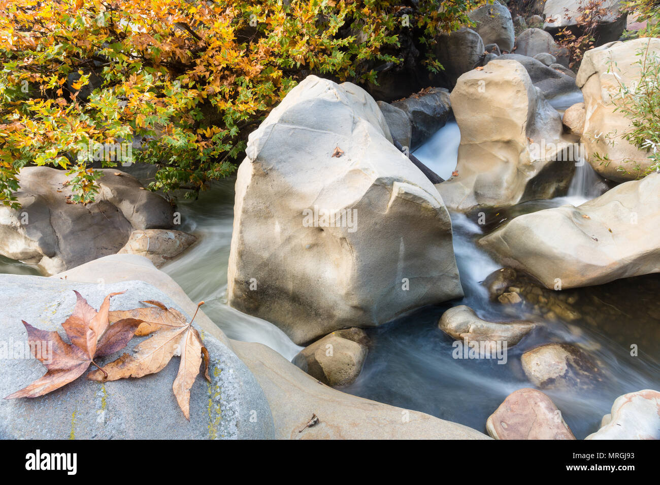 Foglie di autunno accent massi in Malibu Creek, situato in Santa Monica Mountains National Recreation Area. Foto Stock