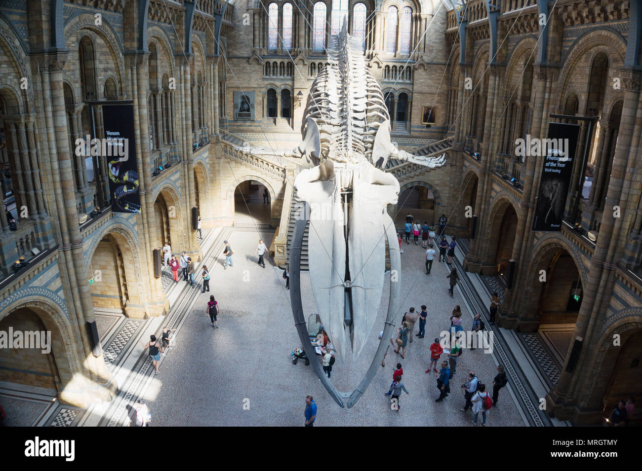 Il blu di scheletro di balena nella Grand Hall del Museo di Storia Naturale di Londra Inghilterra Foto Stock