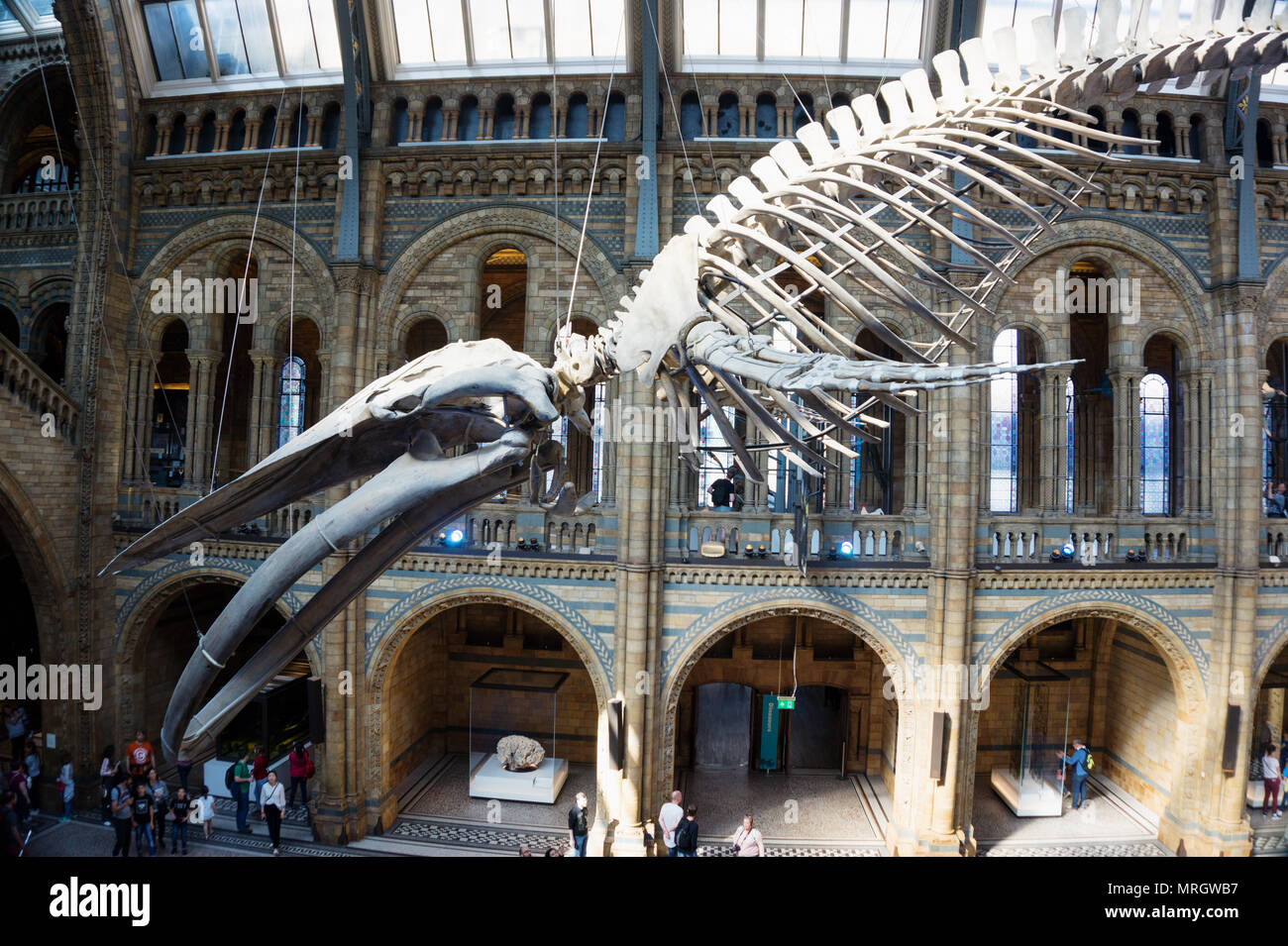 Il blu di scheletro di balena nella Grand Hall del Museo di Storia Naturale di Londra Inghilterra Foto Stock