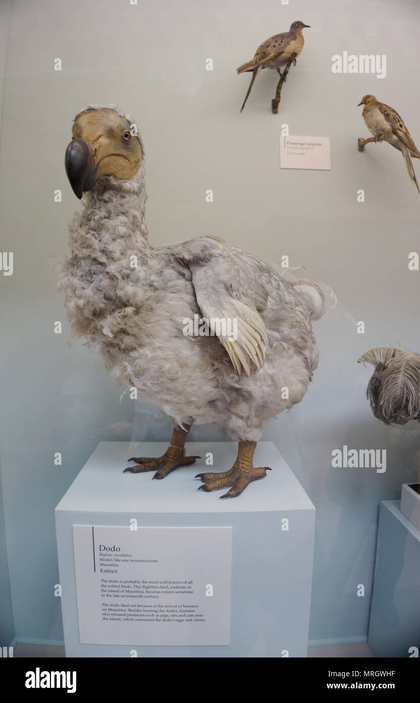 Estinti i campioni di Maurizio Dodo, Raphus cucullatus, modello del Museo di Storia Naturale di Londra Inghilterra Foto Stock