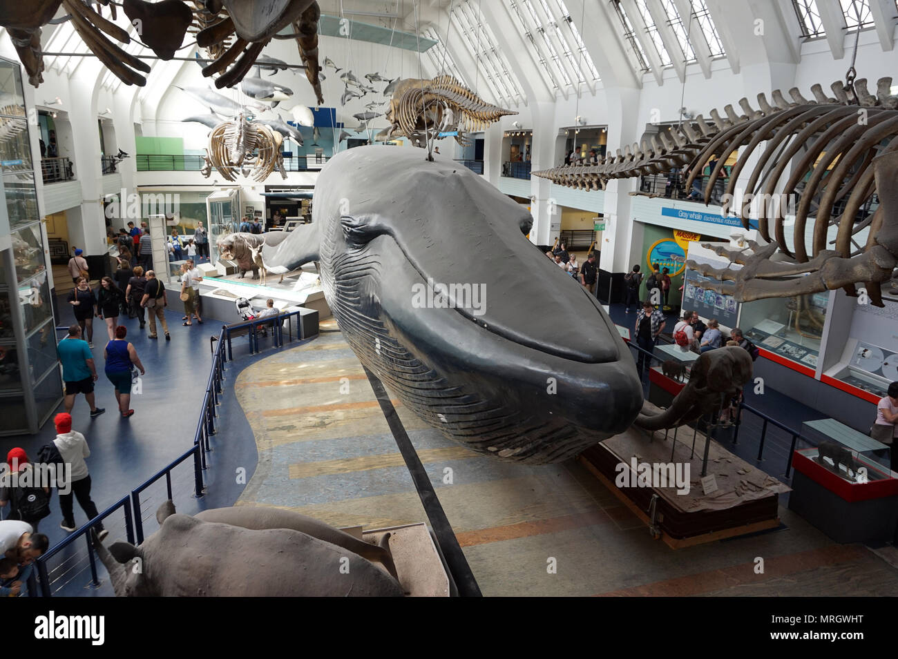 La balenottera modello del Museo di Storia Naturale di Londra Inghilterra Foto Stock