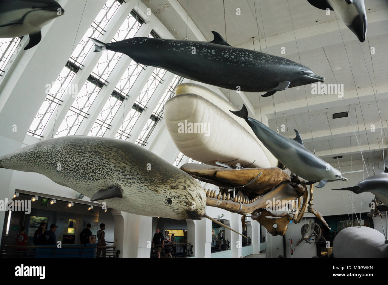 I modelli dei cetacei del Museo di Storia Naturale di Londra Inghilterra Foto Stock