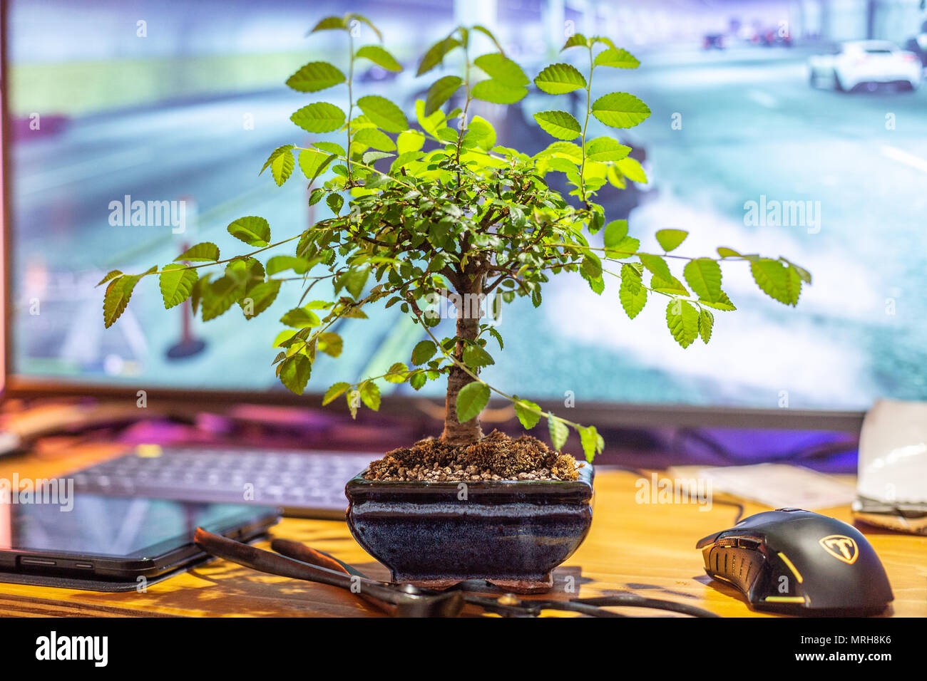 Bonsai sulla scrivania Foto stock - Alamy