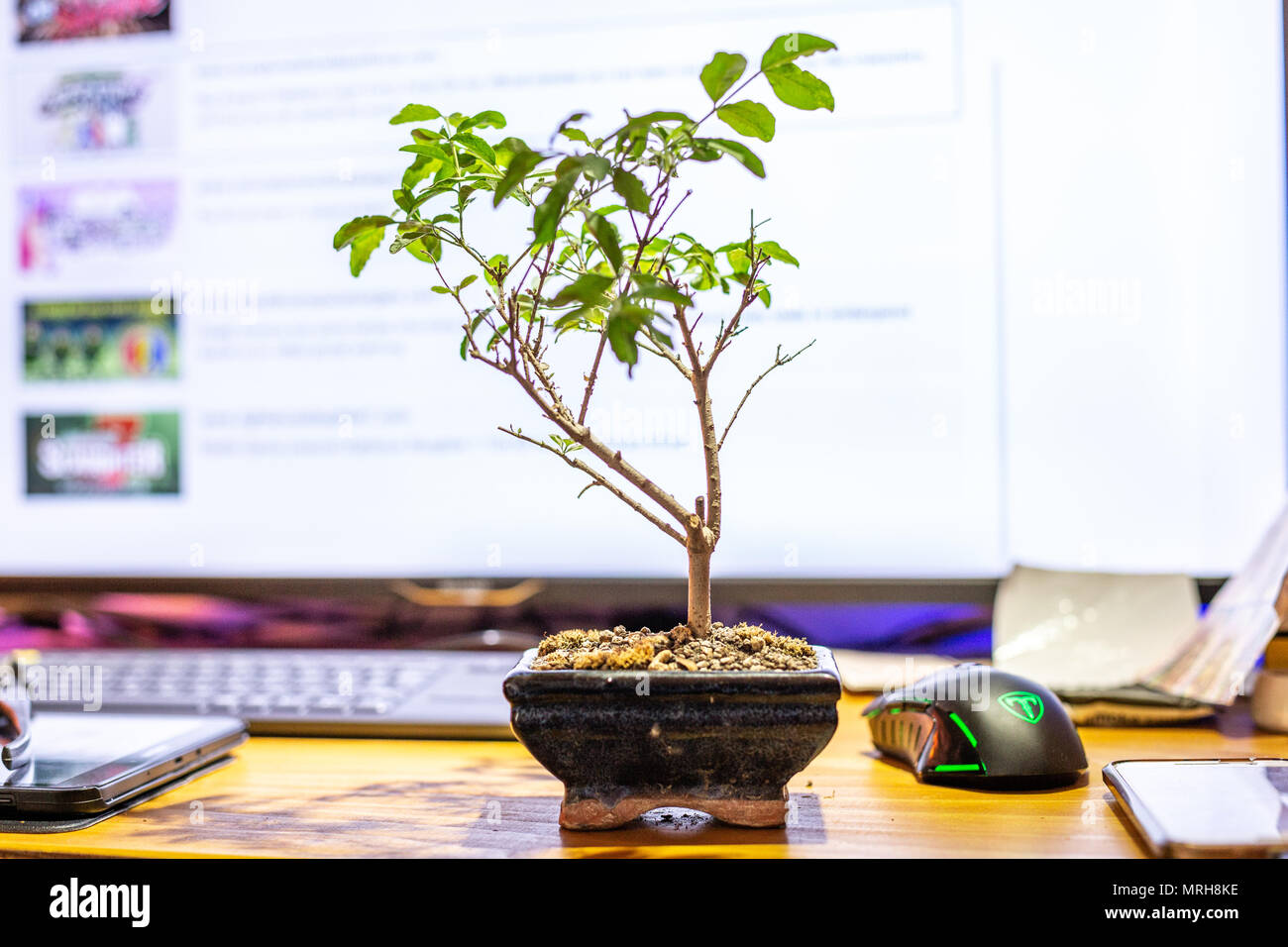 Bonsai sulla scrivania Foto Stock