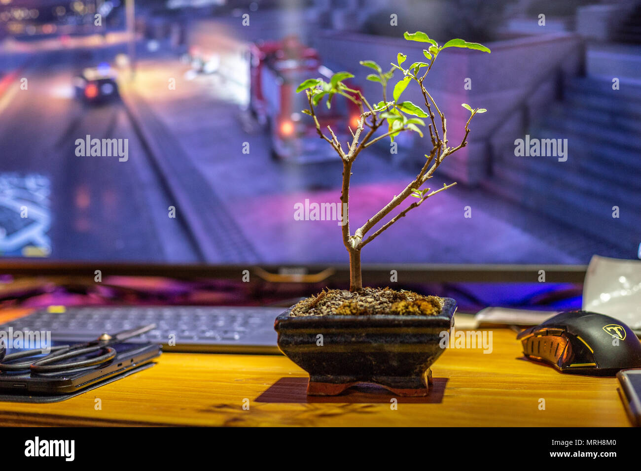 Bonsai sulla scrivania Foto Stock