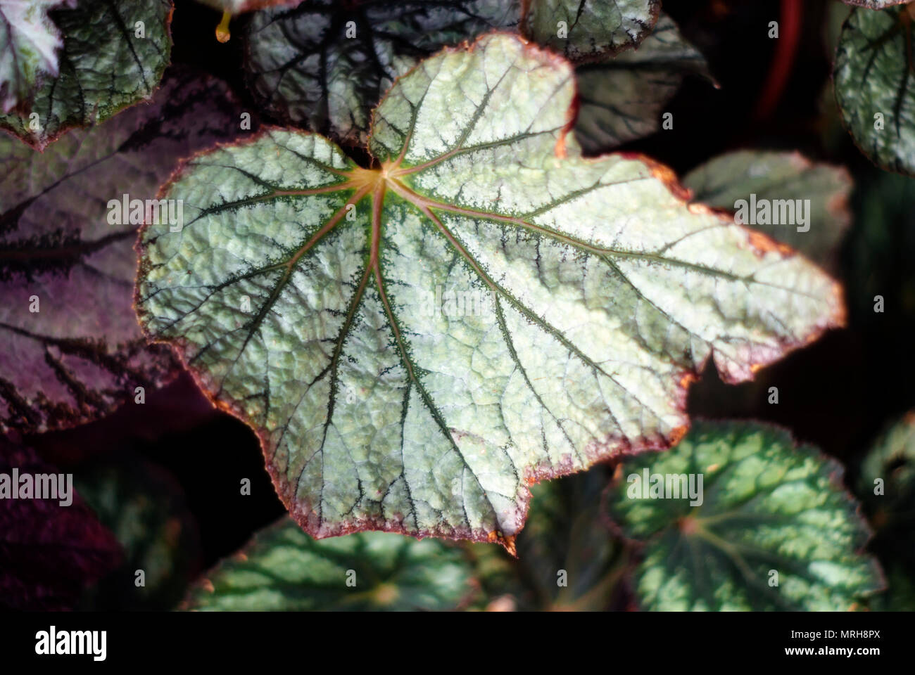 Floral sfondo tropicale con motivi di foglie colorate di heuchera, denominata anche alumroot di campane di corallo Foto Stock