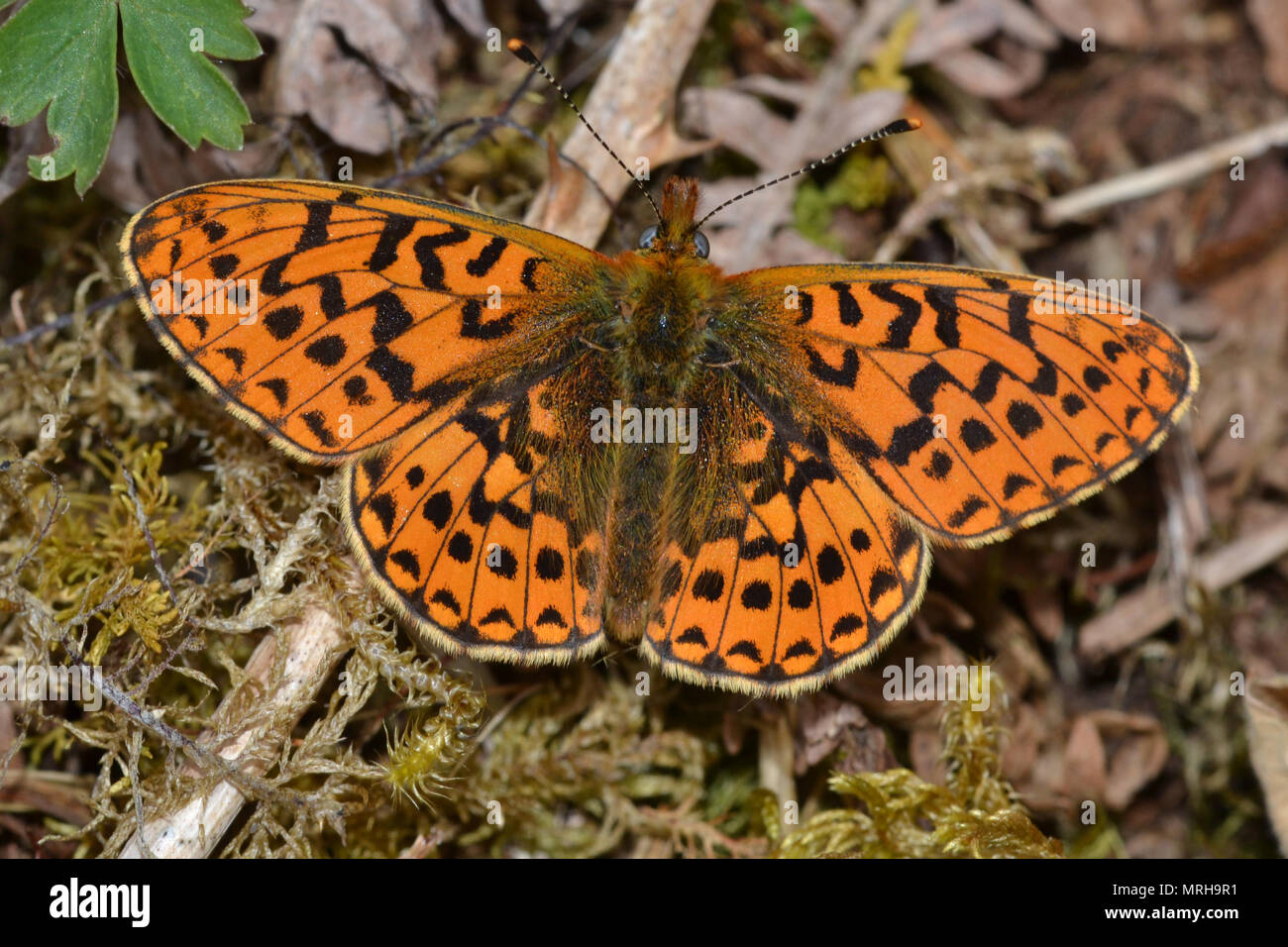 Pearl-delimitata Fritillary, Boloria Euphosyne, Wales, Regno Unito; una rara farfalla del bosco giostre. Foto Stock