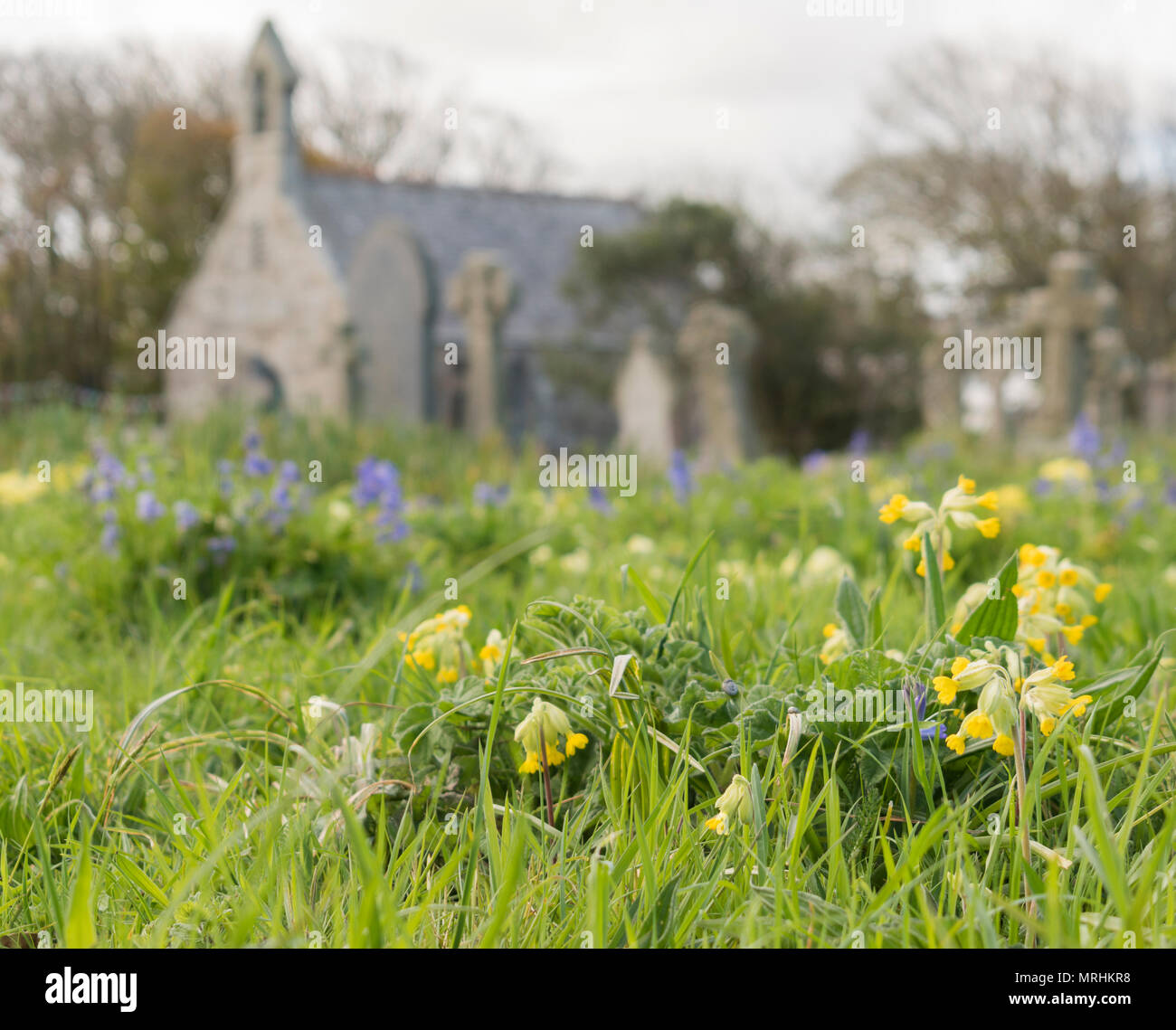 Molla di fiori selvatici che crescono in chiesa cortile a St Uny, Lelant, Cornwall Foto Stock