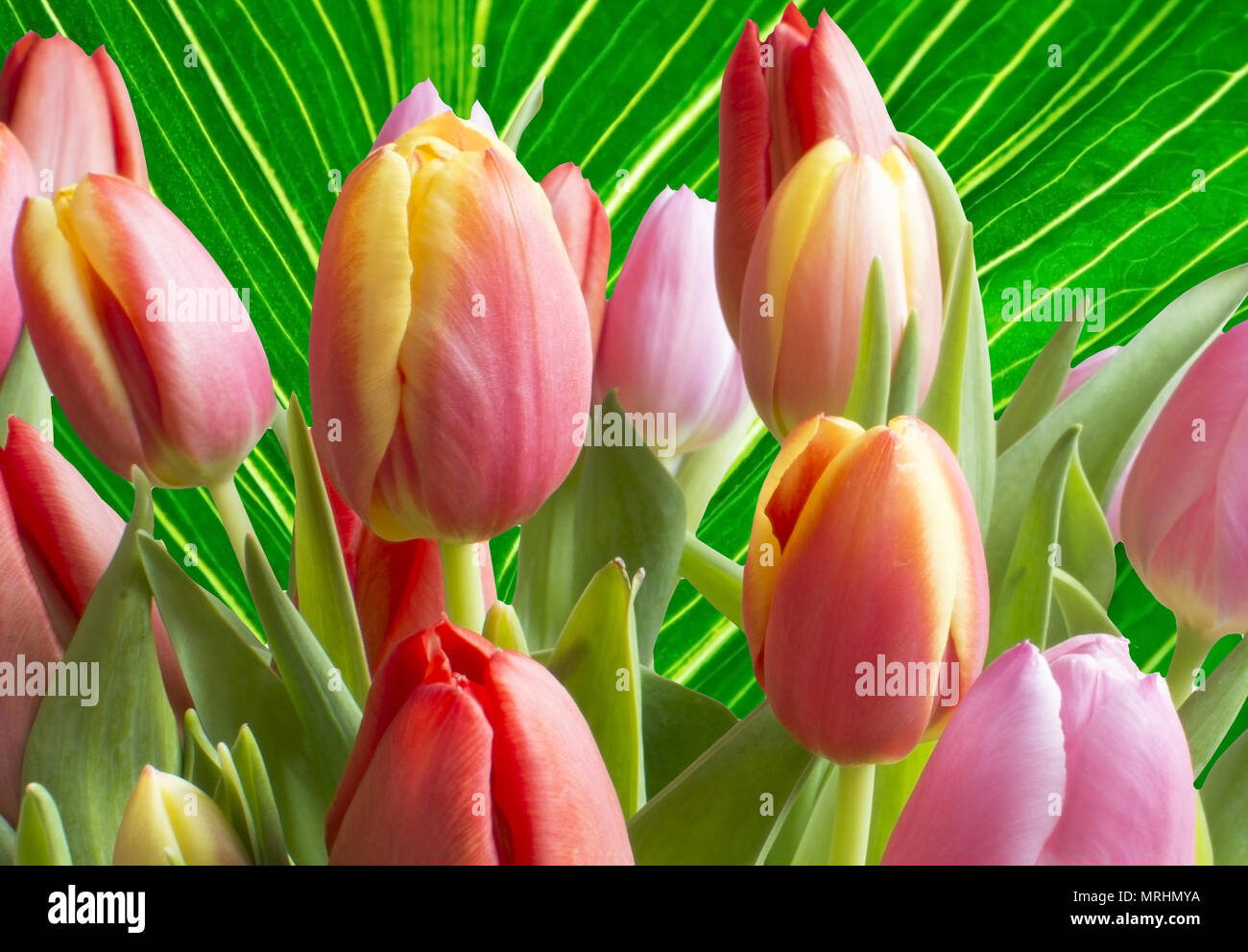 Tulipani colorati su verde foglia venato closeup texture tema a molla Foto Stock