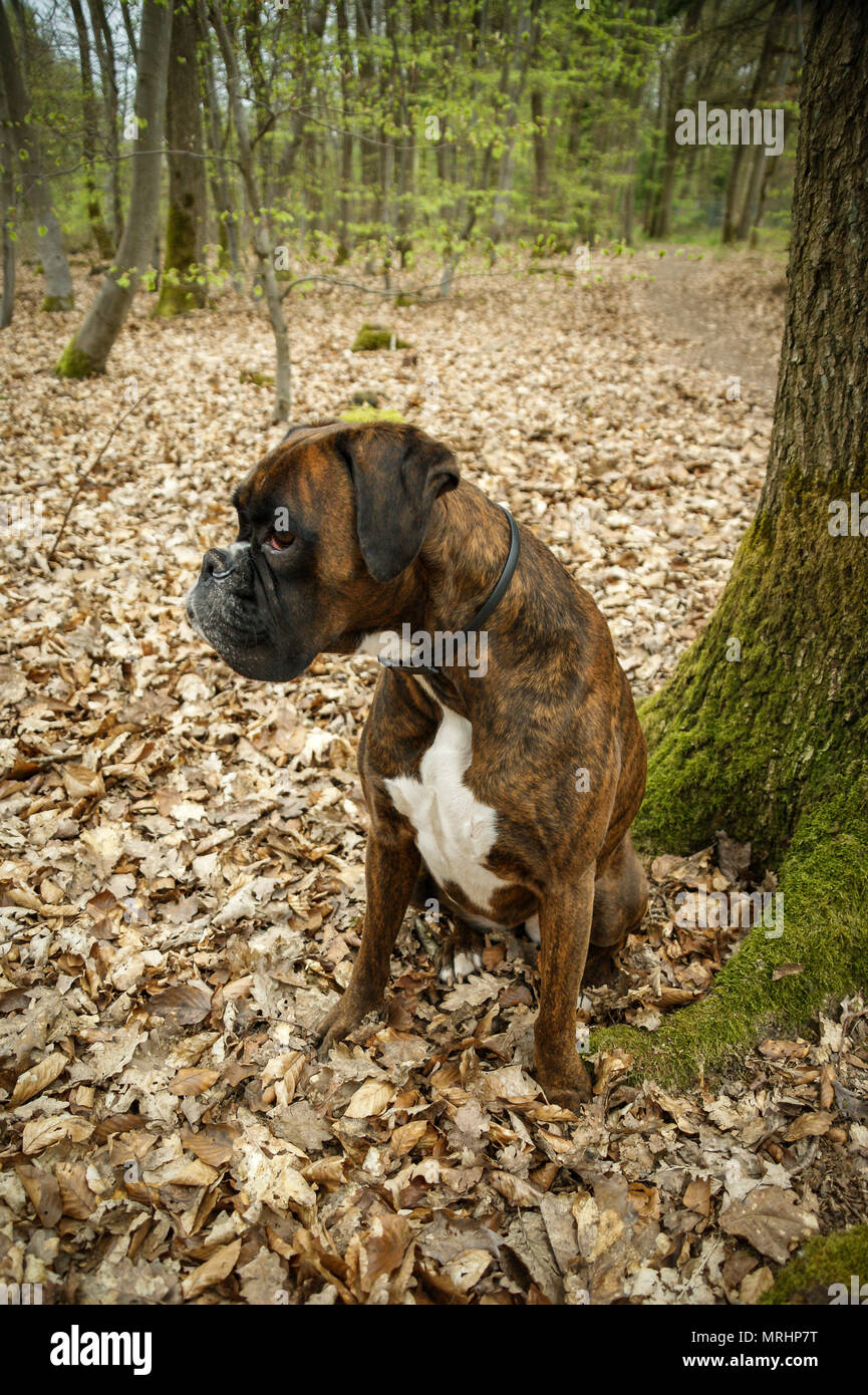Girovagando Boxer Germania Foto Stock
