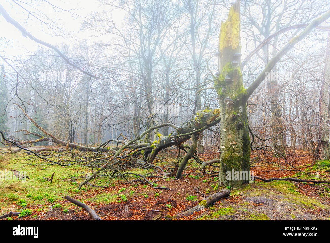 Dead faggio Fagus sylvatica Fomes fomentarius, sotto coperta con i funghi in una zona boschiva in un vapore di acqua diventano foggy forest Foto Stock