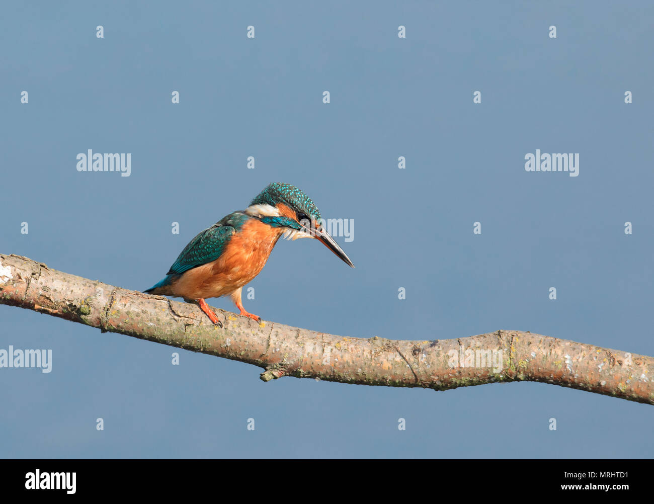 Kingfisher appollaiate su un ramo Foto Stock
