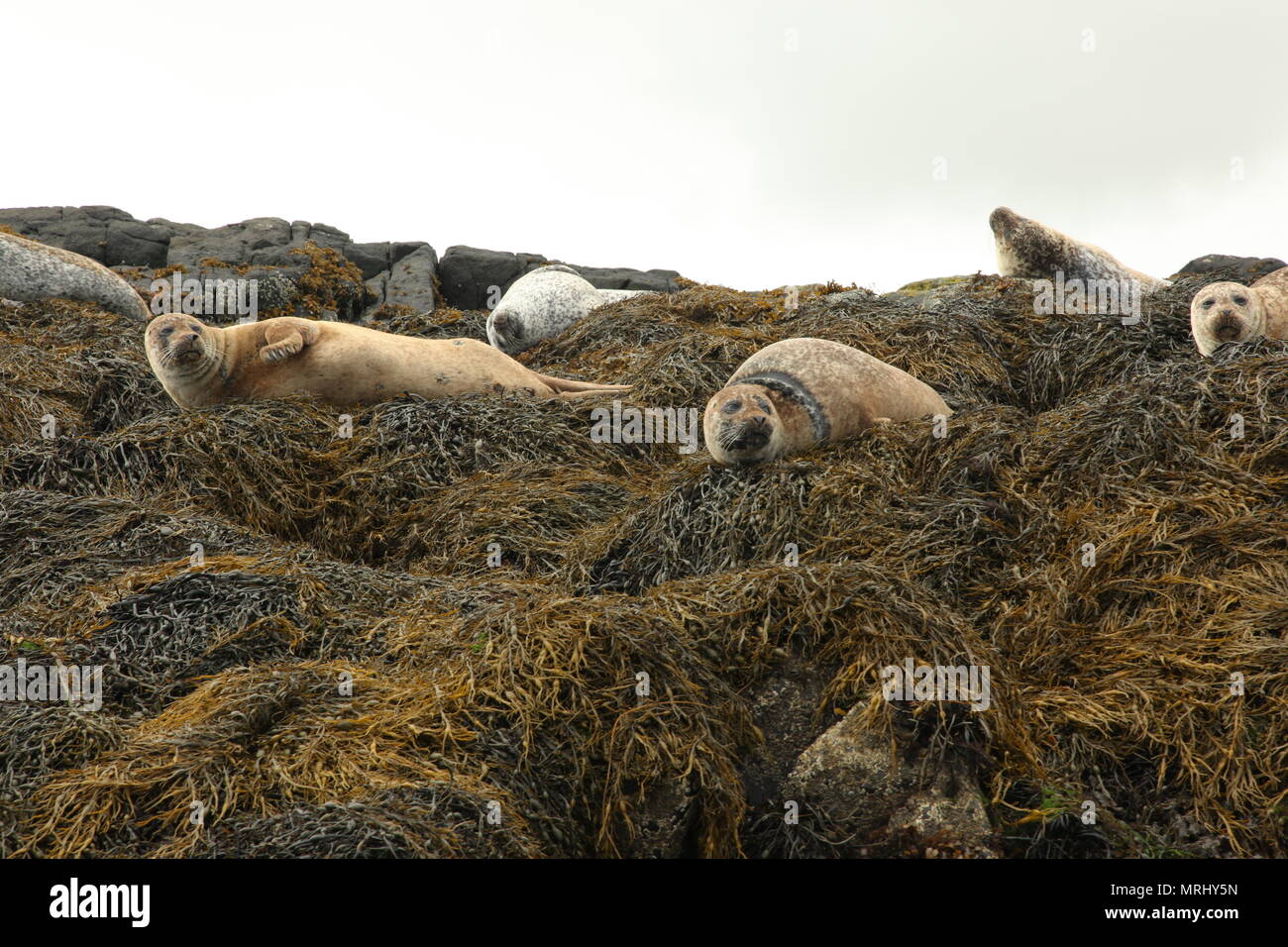 Immagine di guarnizioni comune rilassante Foto Stock