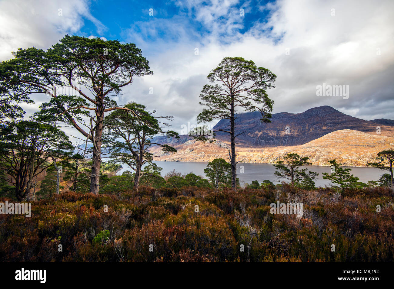 Un bellissimo panorama del Caledonian antica foresta di pini sulle pendici del Ben Eighe vicino al Loch Maree nelle Highlands della Scozia. Foto Stock