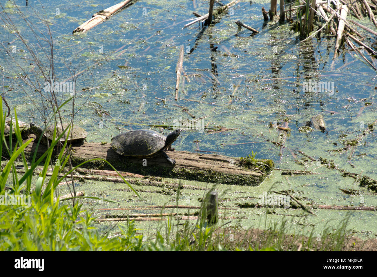 Mappa comune tartarughe crogiolarsi al sole sul lago bianco in Whitehall, Michigan, Stati Uniti d'America. Foto Stock