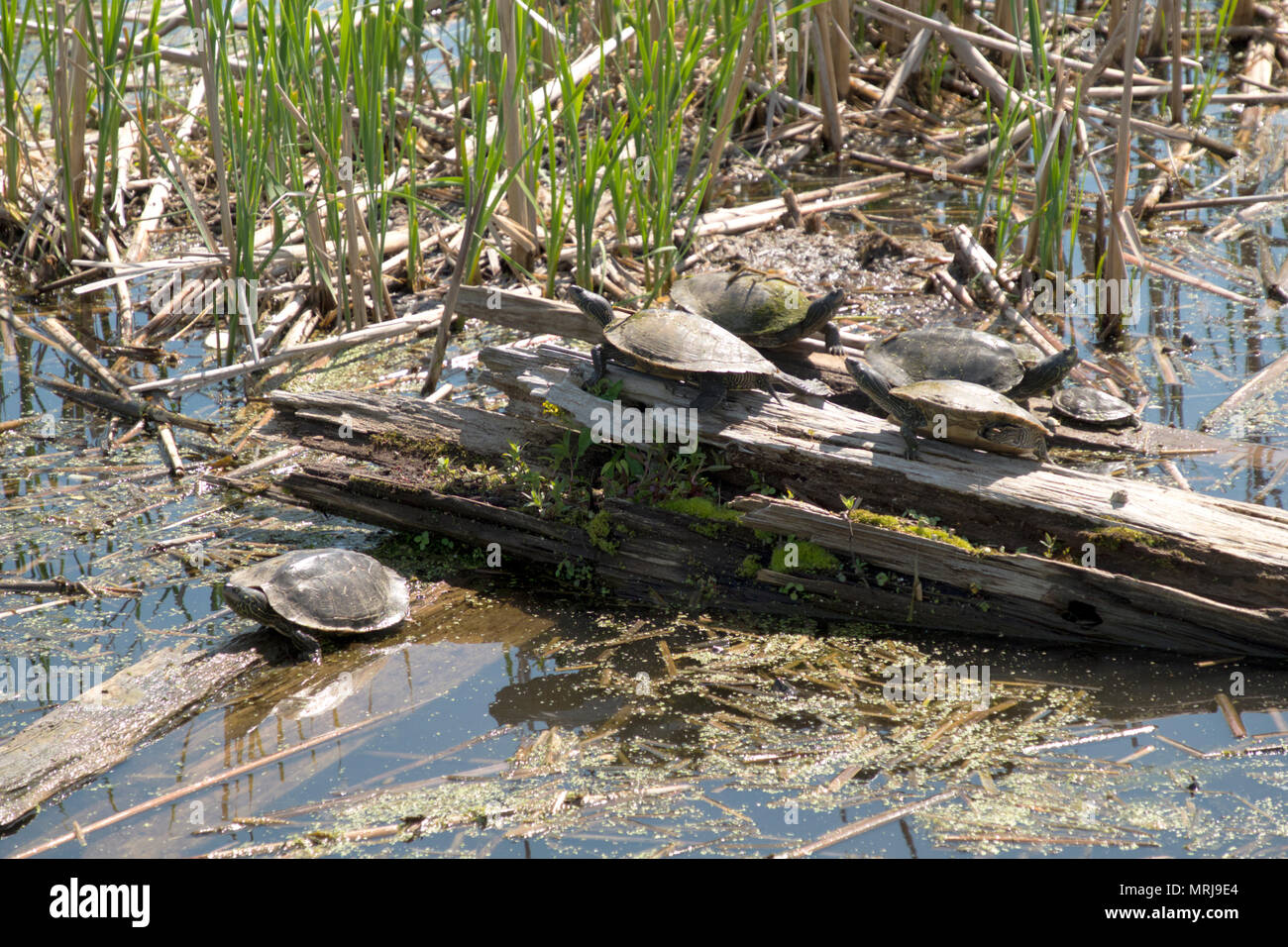 Mappa comune tartarughe crogiolarsi al sole sul lago bianco in Whitehall, Michigan, Stati Uniti d'America. Foto Stock
