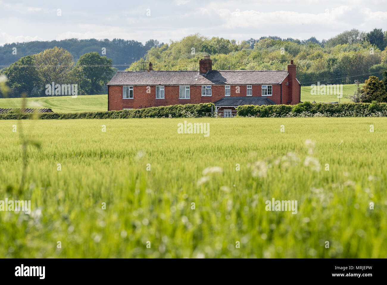 Una campagna casa in mattoni rossi si erge orgogliosa attraverso un campo di labirinto verde raccolti in un paese verde regolazione laterale, Worcestershire, Inghilterra. Foto Stock