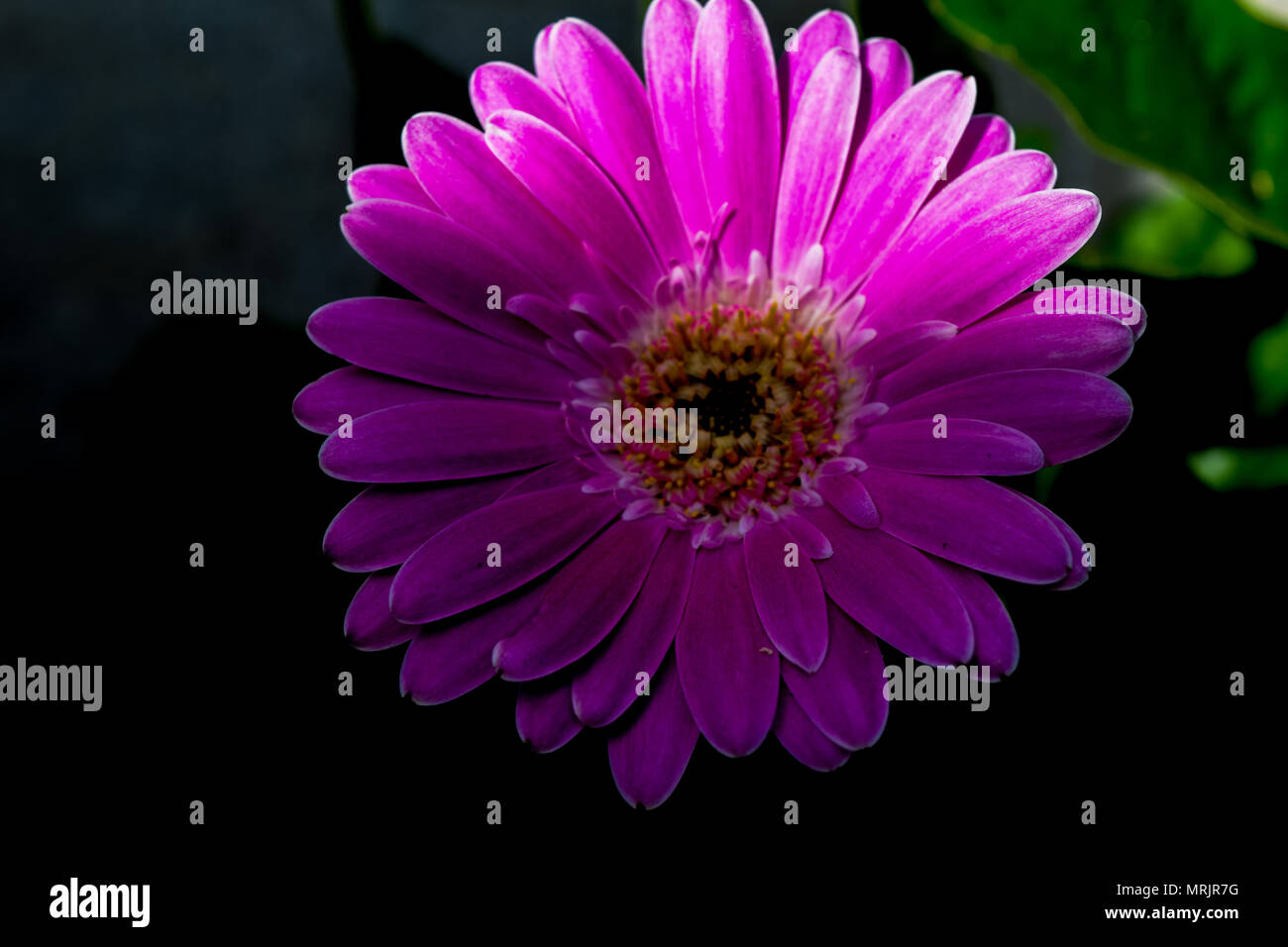 Gerbera fiore, gerbera Blossom Pink davanti a sfondo nero Foto Stock