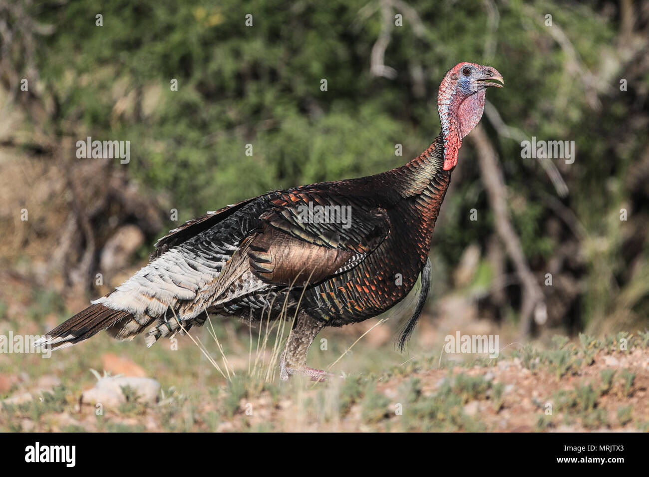 La Turchia Silveste nel bacino dell'occhio. SONORA MESSICO La Cuenca Los Ojos Fondazione lavora per conservare e ripristinare la biodiversità della regione di confine Foto Stock