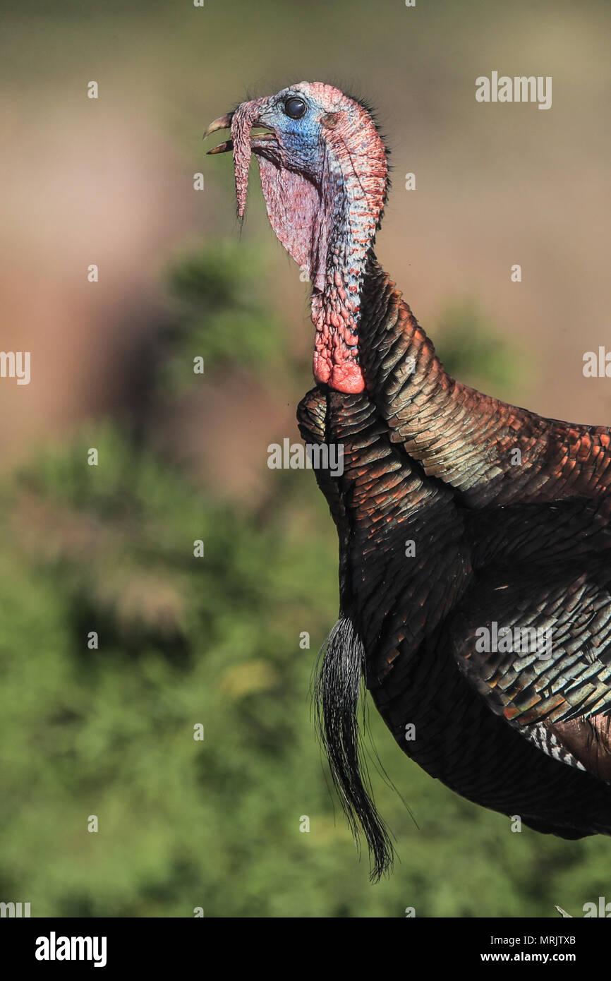 La Turchia Silveste nel bacino dell'occhio. SONORA MESSICO La Cuenca Los Ojos Fondazione lavora per conservare e ripristinare la biodiversità della regione di confine Foto Stock