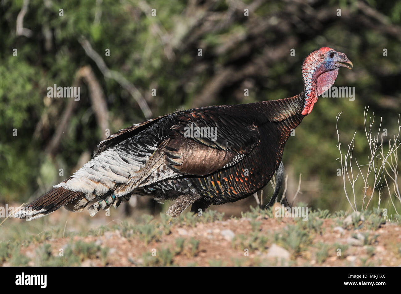 La Turchia Silveste nel bacino dell'occhio. SONORA MESSICO La Cuenca Los Ojos Fondazione lavora per conservare e ripristinare la biodiversità della regione di confine Foto Stock