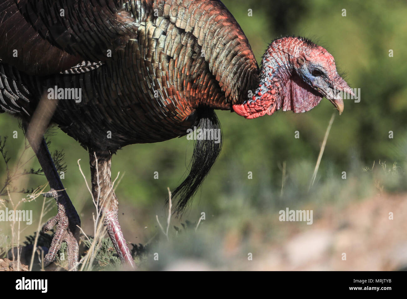 La Turchia Silveste nel bacino dell'occhio. SONORA MESSICO La Cuenca Los Ojos Fondazione lavora per conservare e ripristinare la biodiversità della regione di confine Foto Stock