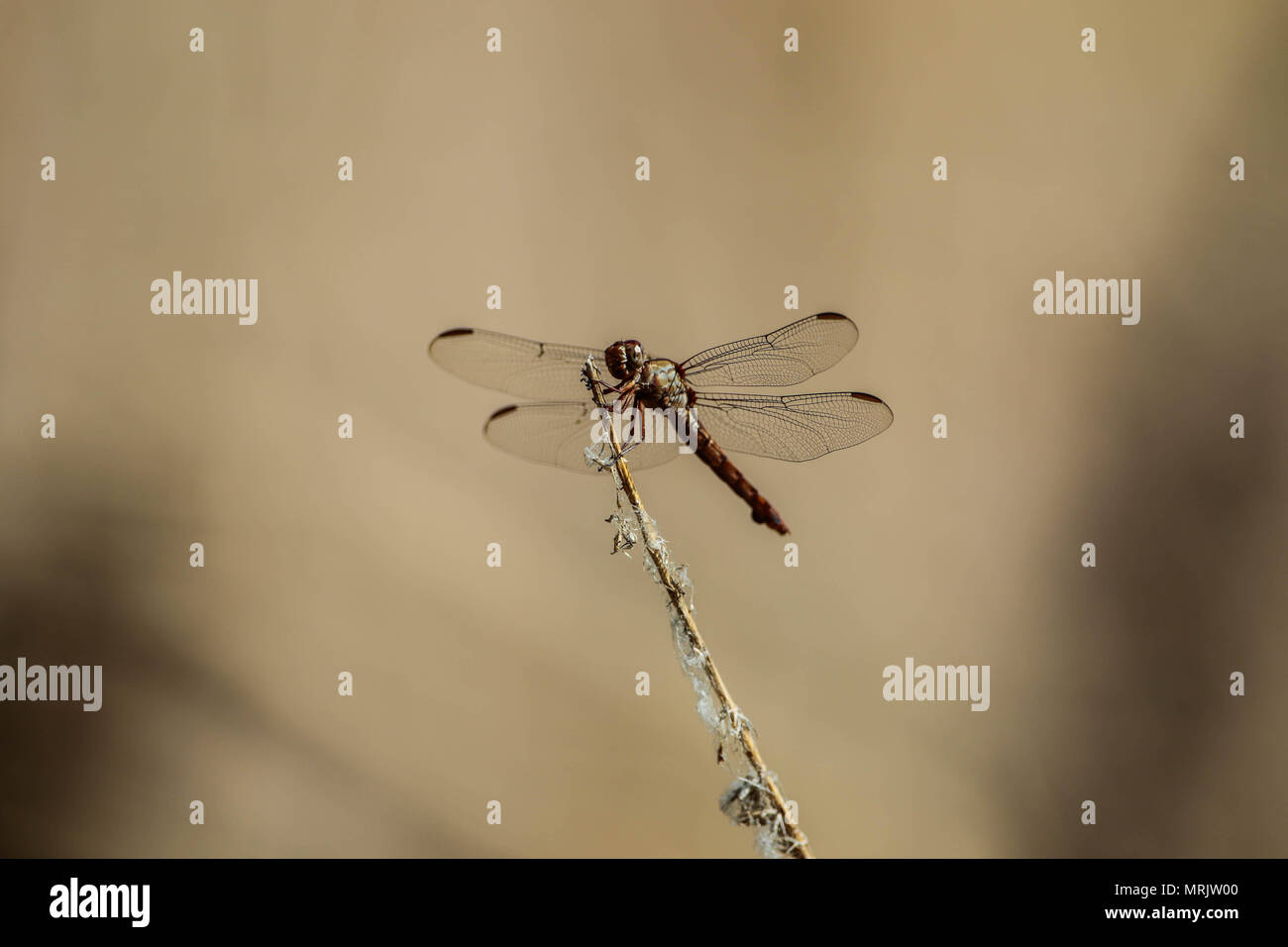 Los anisópteros figlio onu de los dos infraórdenes clásicos del suborden Epiprocta. Se conocen comúnmente como libélulas, aunque este término, suele usar Foto Stock