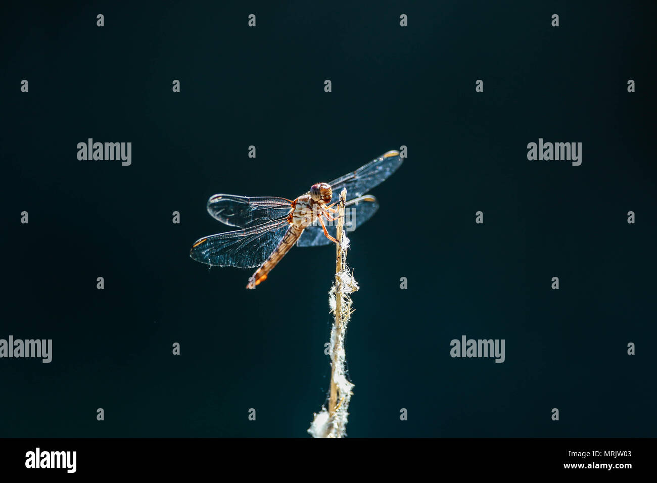 Los anisópteros figlio onu de los dos infraórdenes clásicos del suborden Epiprocta. Se conocen comúnmente como libélulas, aunque este término, suele usar Foto Stock