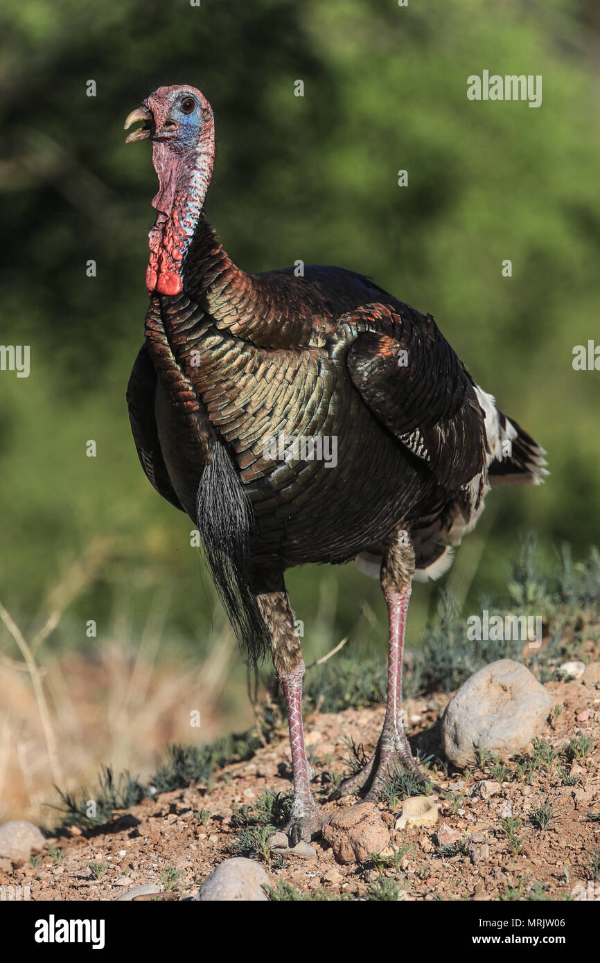 La Turchia Silveste nel bacino dell'occhio. SONORA MESSICO La Cuenca Los Ojos Fondazione lavora per conservare e ripristinare la biodiversità della regione di confine Foto Stock