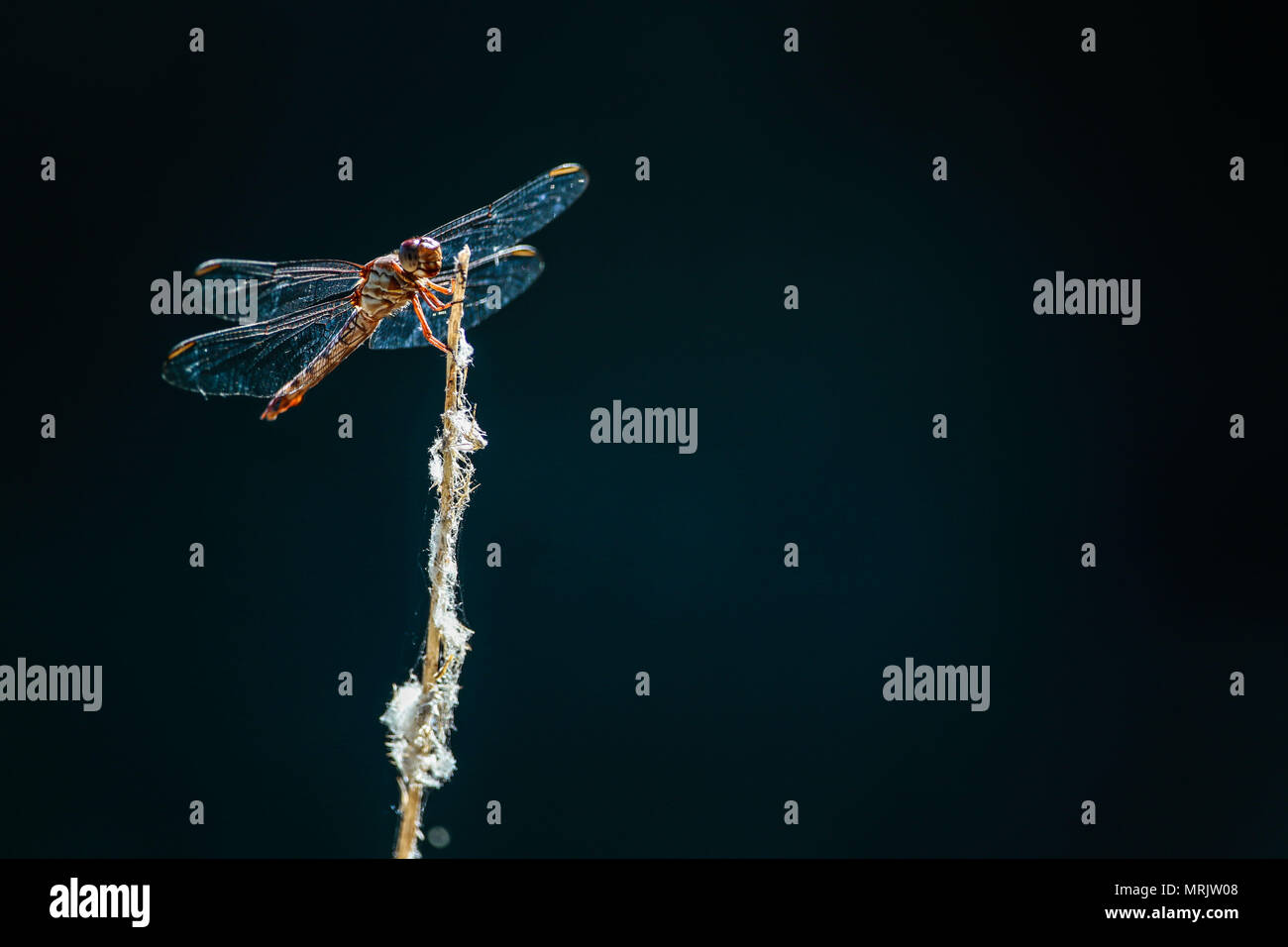 Los anisópteros figlio onu de los dos infraórdenes clásicos del suborden Epiprocta. Se conocen comúnmente como libélulas, aunque este término, suele usar Foto Stock