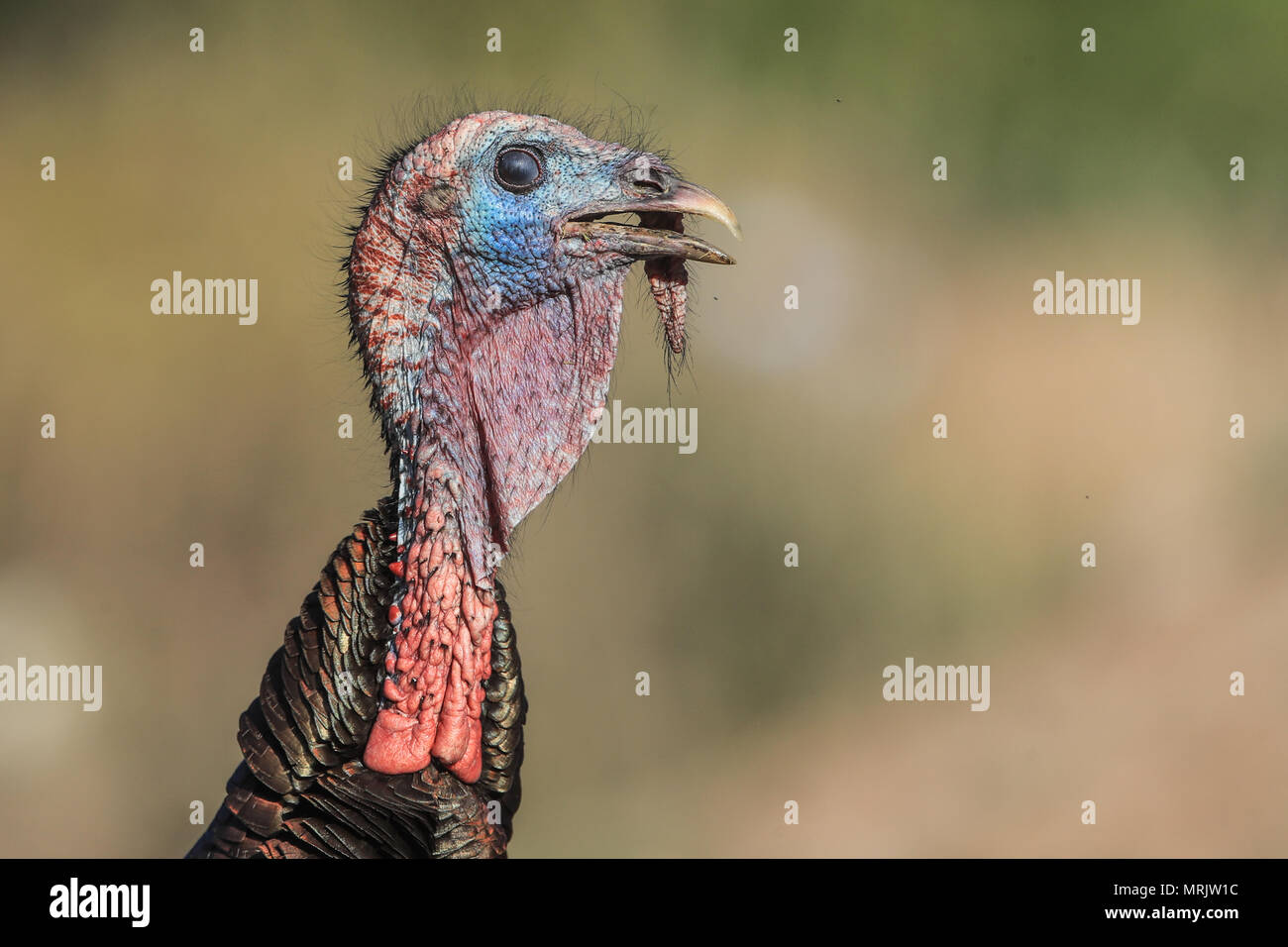 La Turchia Silveste nel bacino dell'occhio. SONORA MESSICO La Cuenca Los Ojos Fondazione lavora per conservare e ripristinare la biodiversità della regione di confine Foto Stock