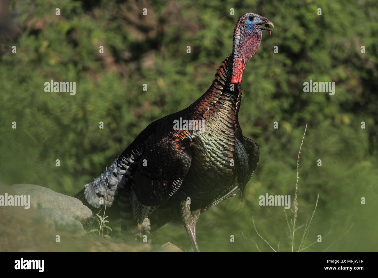 La Turchia Silveste nel bacino dell'occhio. SONORA MESSICO La Cuenca Los Ojos Fondazione lavora per conservare e ripristinare la biodiversità della regione di confine Foto Stock