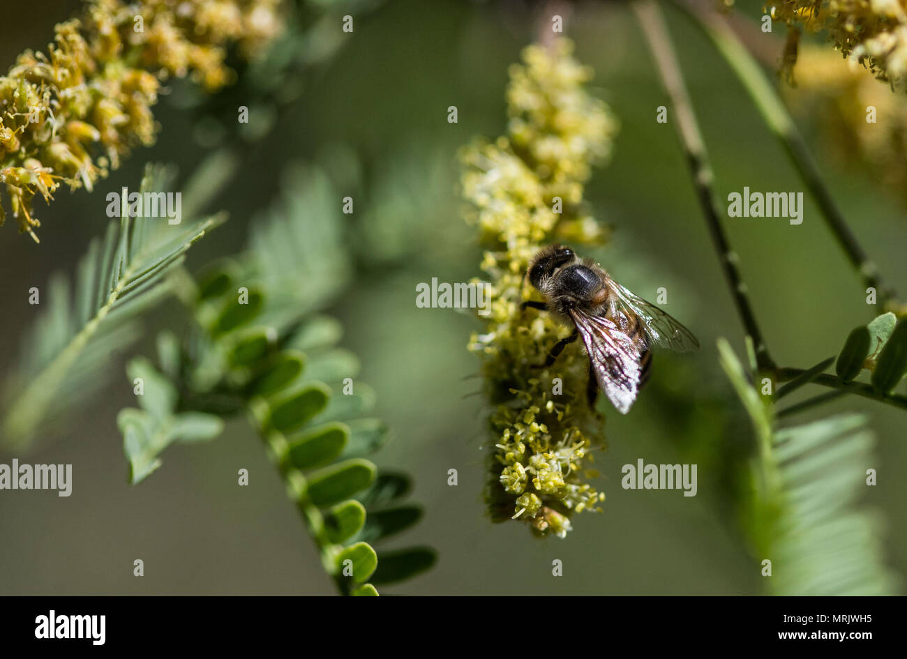 Un'ape tra il nettare di fiori d'estate. Cuenca los Ojos Riserva Sonora MESSICO. Spedizione Madredense Discovery Foto Stock