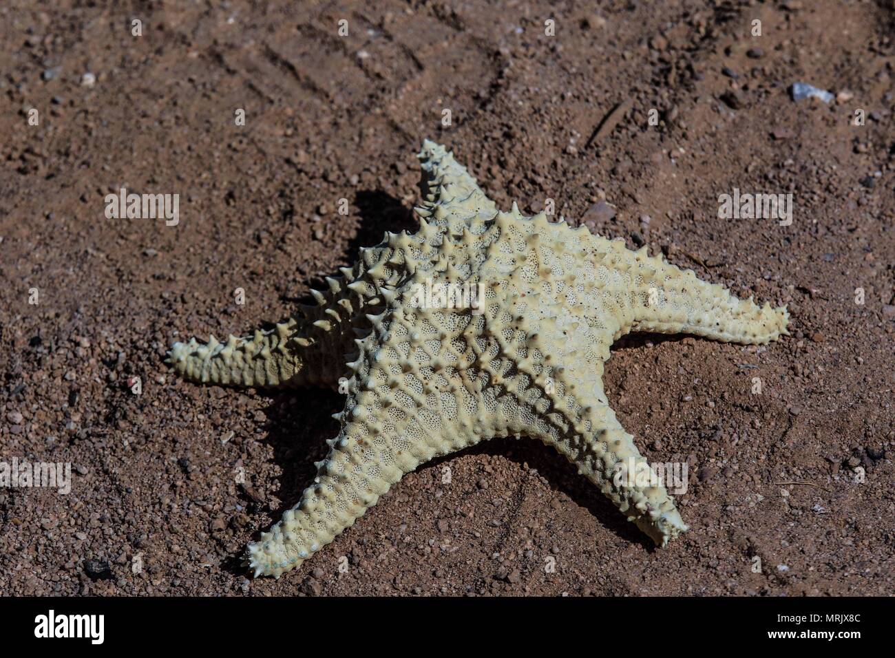 Relazione della vita e gli abitanti della comunità dei pescatori La Manga, una colonia che sembra così marginale come privilegiate per i benefici del mare, individuare Foto Stock