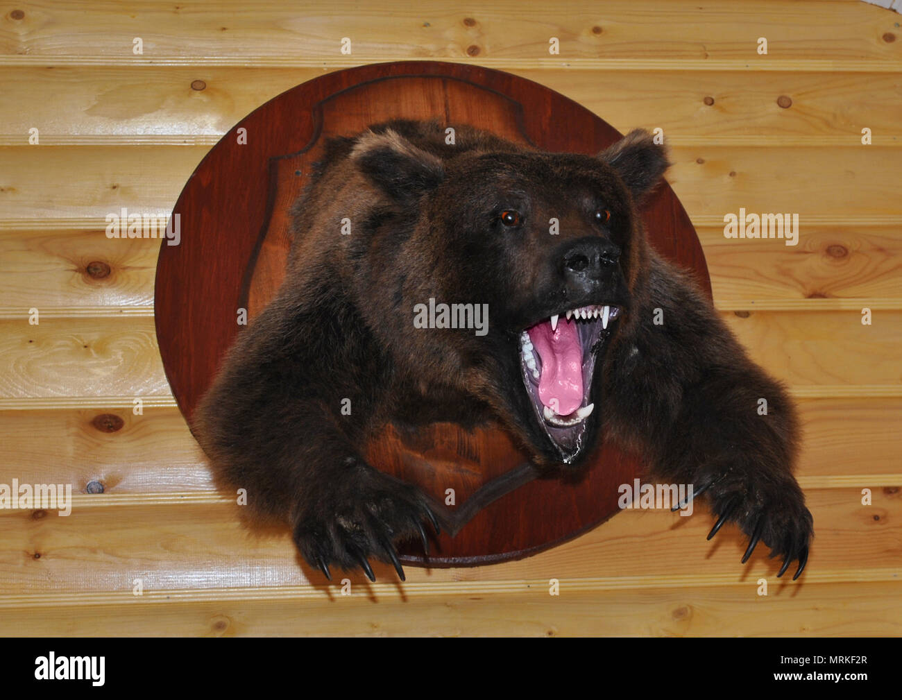 Feroce orso con un terribile bocca aperta nella forma di uno spaventapasseri su una parete di registro Foto Stock