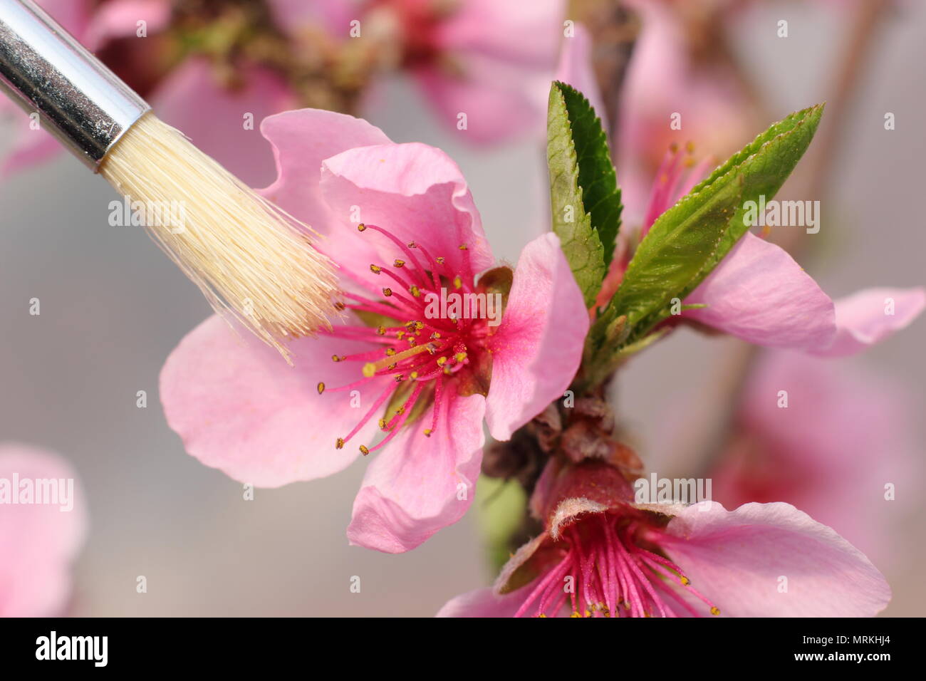 Prunus persica - Peach 'Falco pellegrino". Impollinazione mano di pesca " Peregrine' blossom per trasferire il polline utilizzando un panno morbido pennello, molla, REGNO UNITO Foto Stock