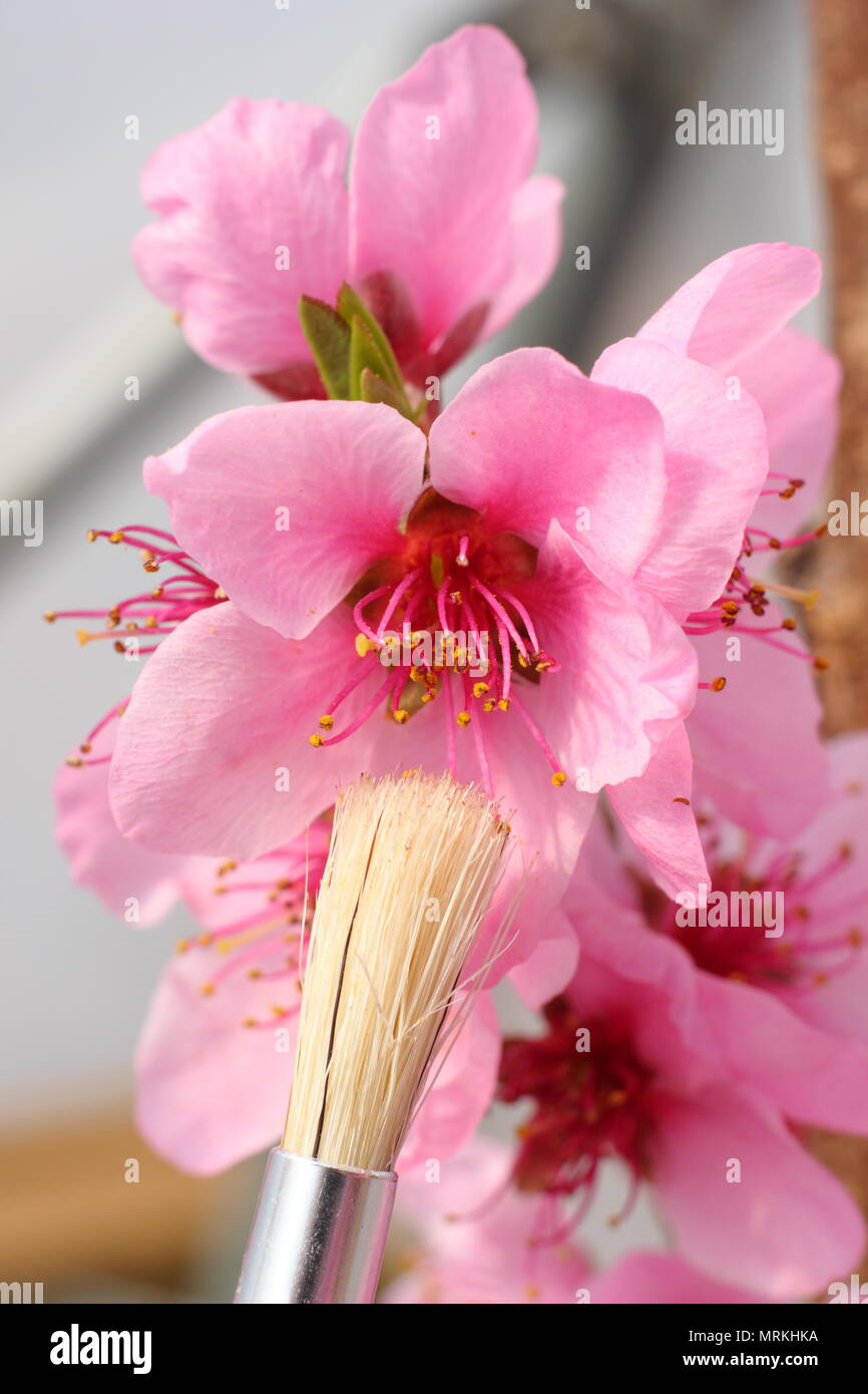 Prunus persica var. pesche noci. Mano impollinazione di pesche noci Madame Blanchette blossom per trasferire il polline utilizzando una spazzola morbida, molla, REGNO UNITO Foto Stock