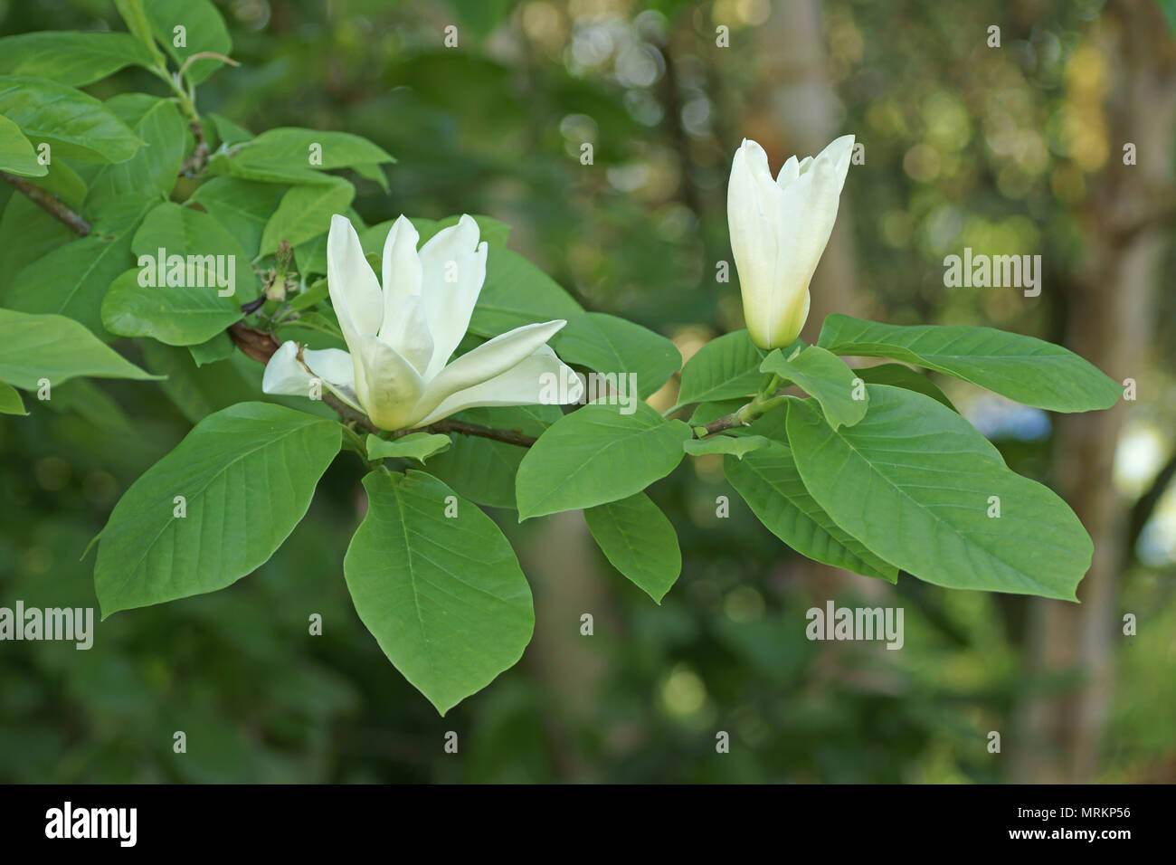 Magnolia denudata 'Huang Fei' Foto Stock