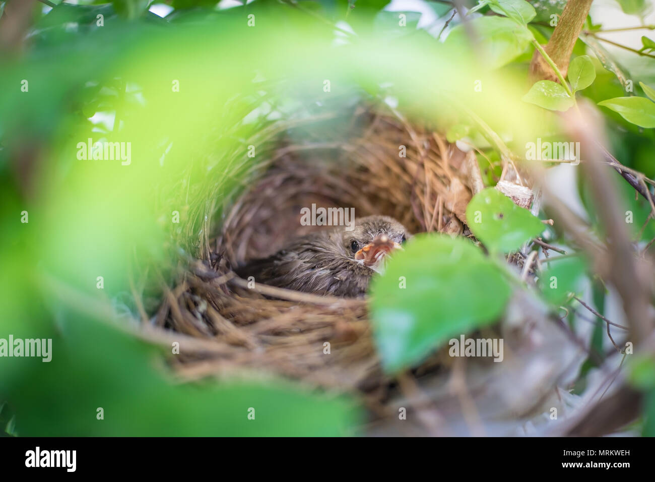 Gli uccelli nel nido, neonato uccelli, uccelli che vivono da soli nel nido su albero a foglie verde coperchio. Foto Stock