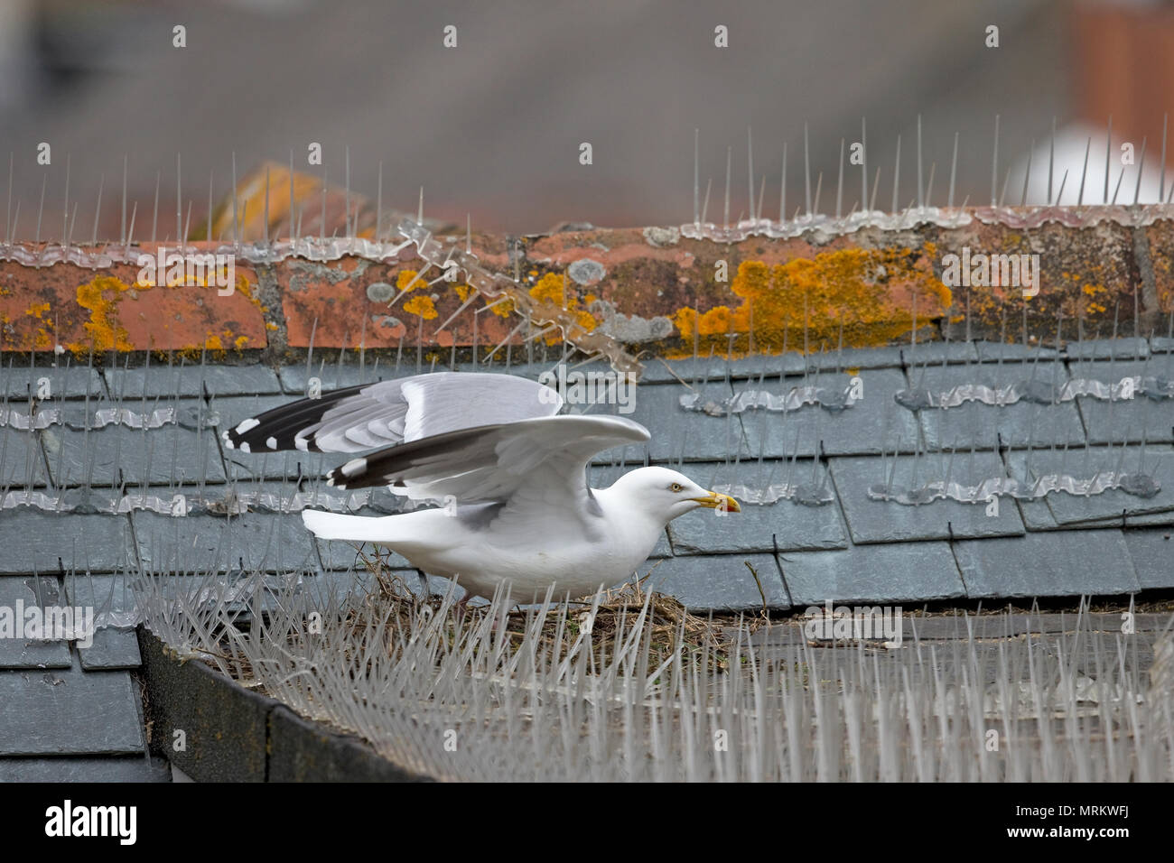 Aringa Gabbiano (Larus argentatus) Foto Stock