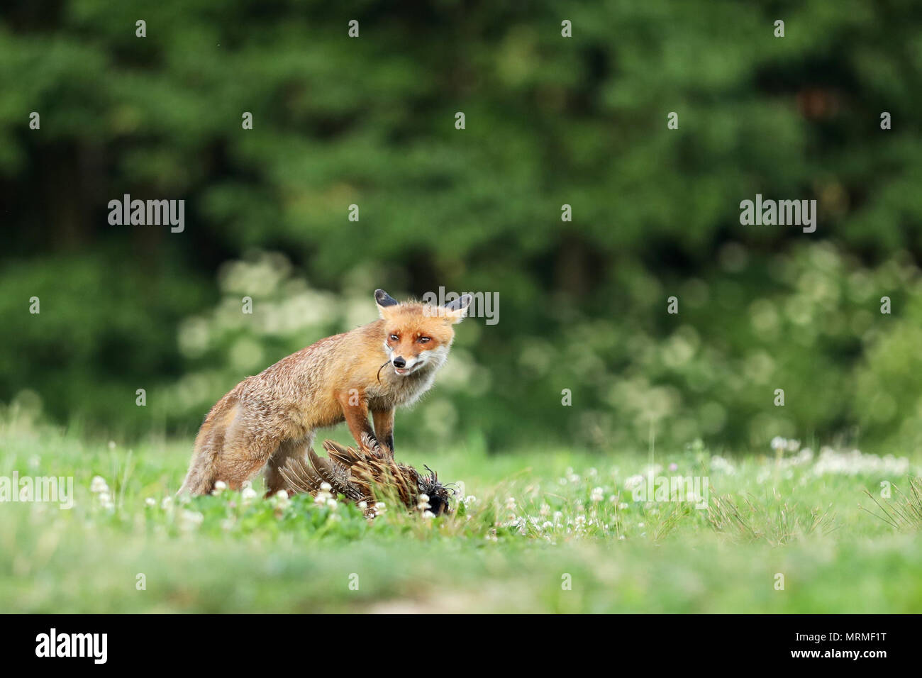 Red Fox quarded preda sul prato - Vulpes vulpes Foto Stock