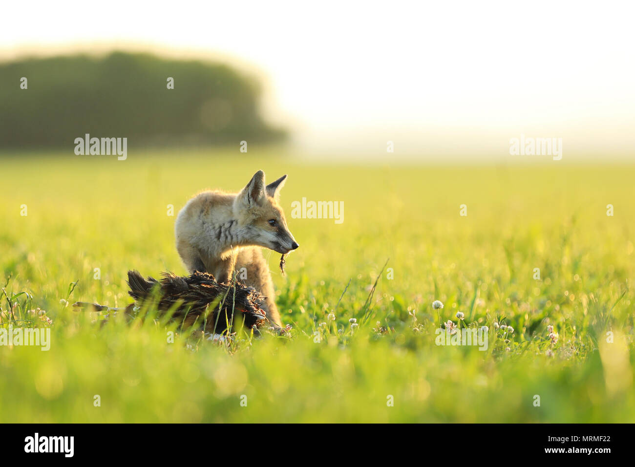 Giovani red fox guardare dopo l'uccello catturato sul prato - Vulpes vulpes Foto Stock