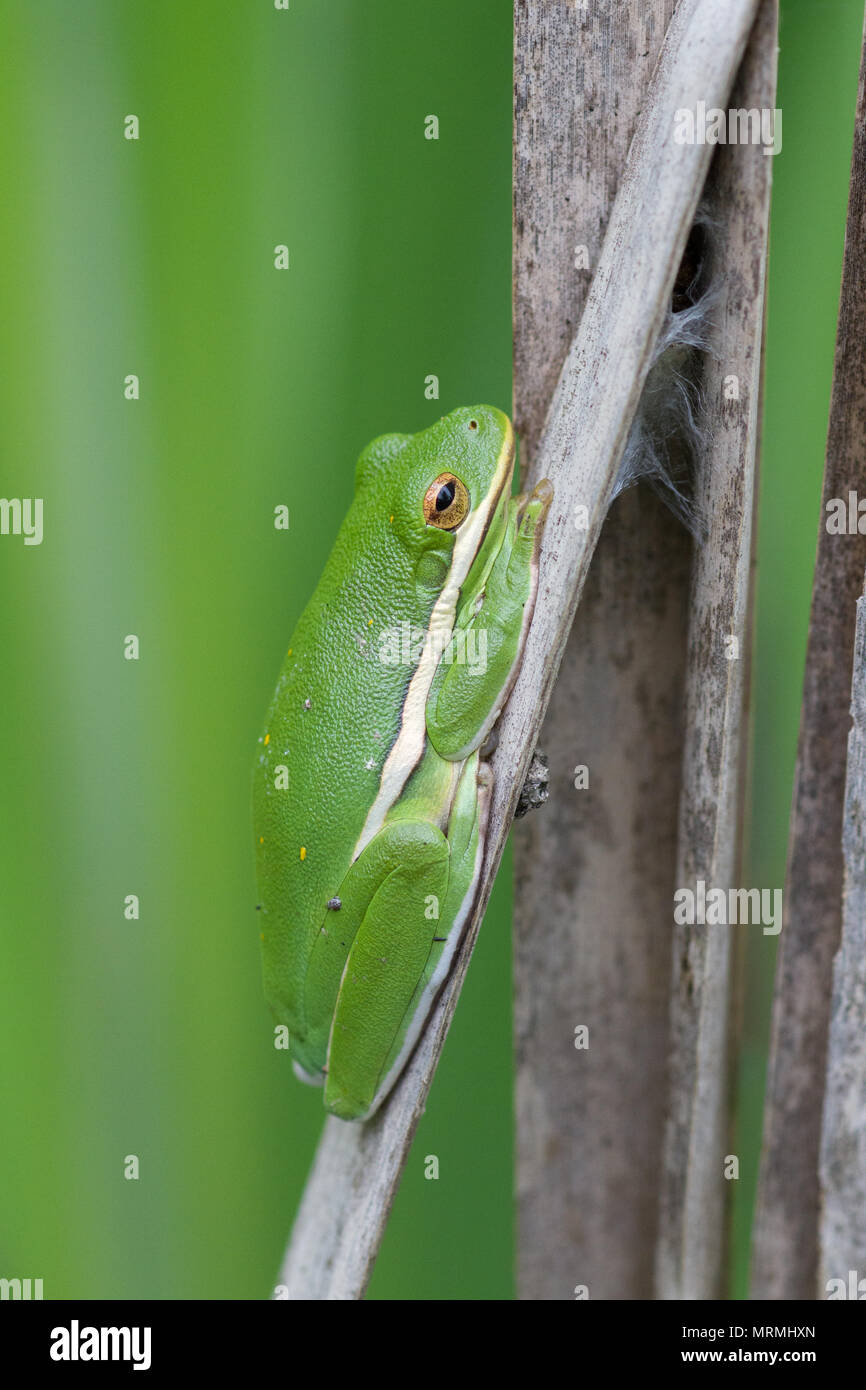 Un Americano ranocchio verde in appoggio sui morti cattails. Foto Stock