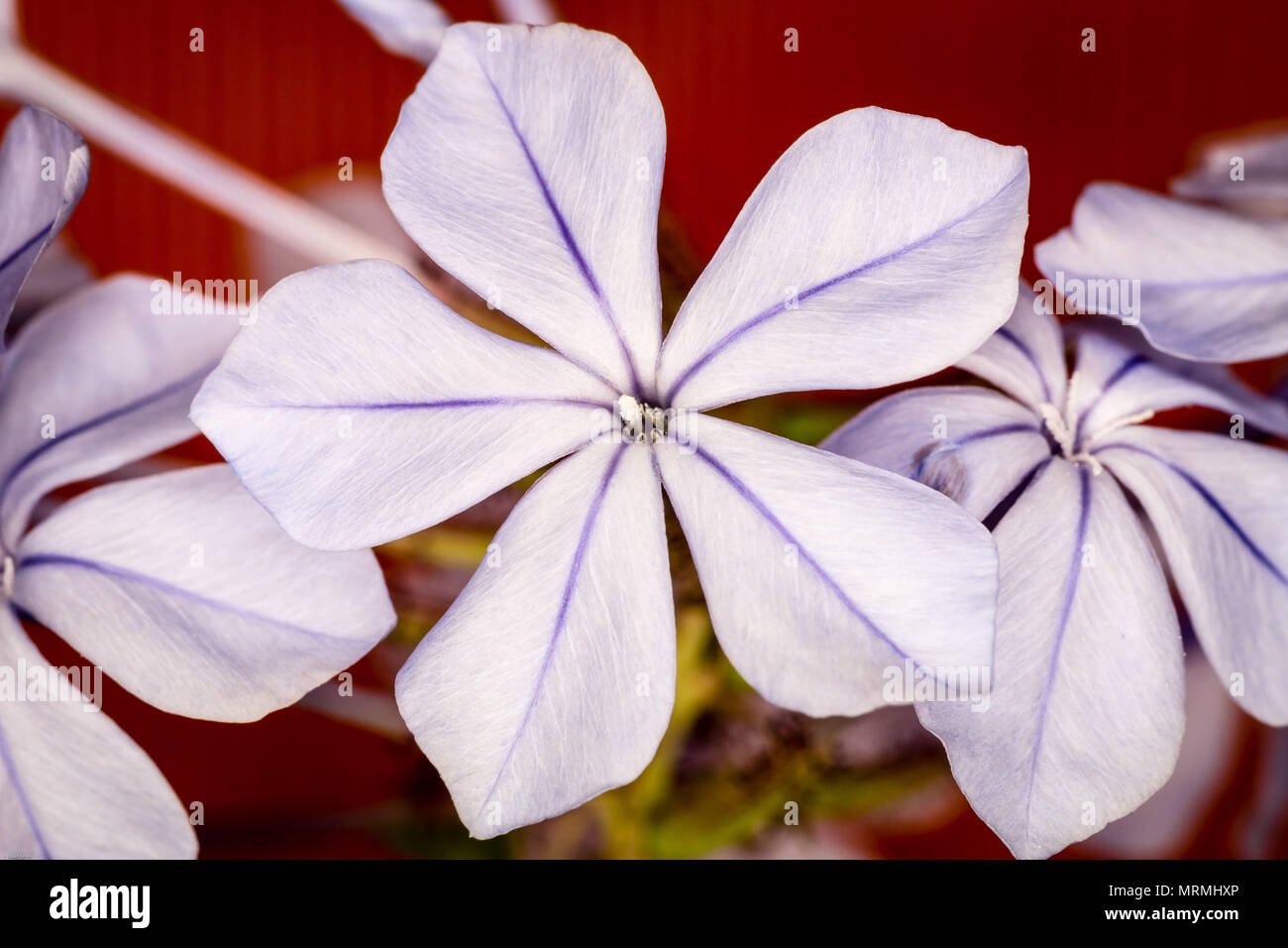 Viola/Blu fiore a strisce Foto Stock