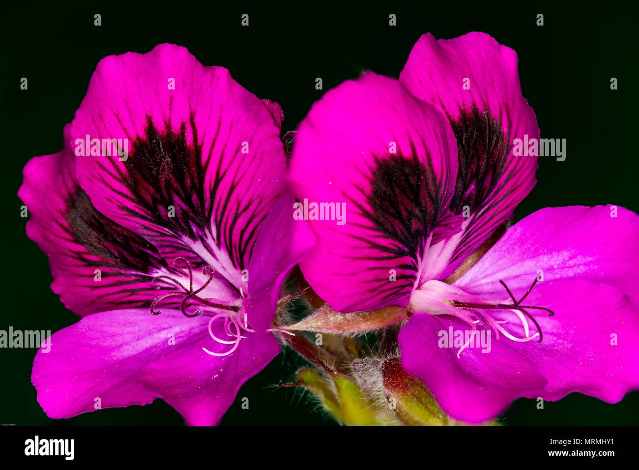 Messa a fuoco fiori impilati Foto Stock